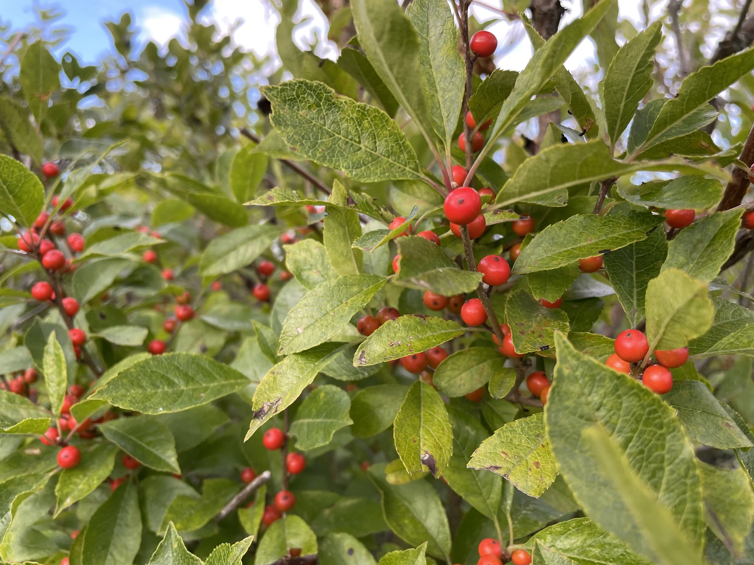 winterberryholly-9:11:25.JPG