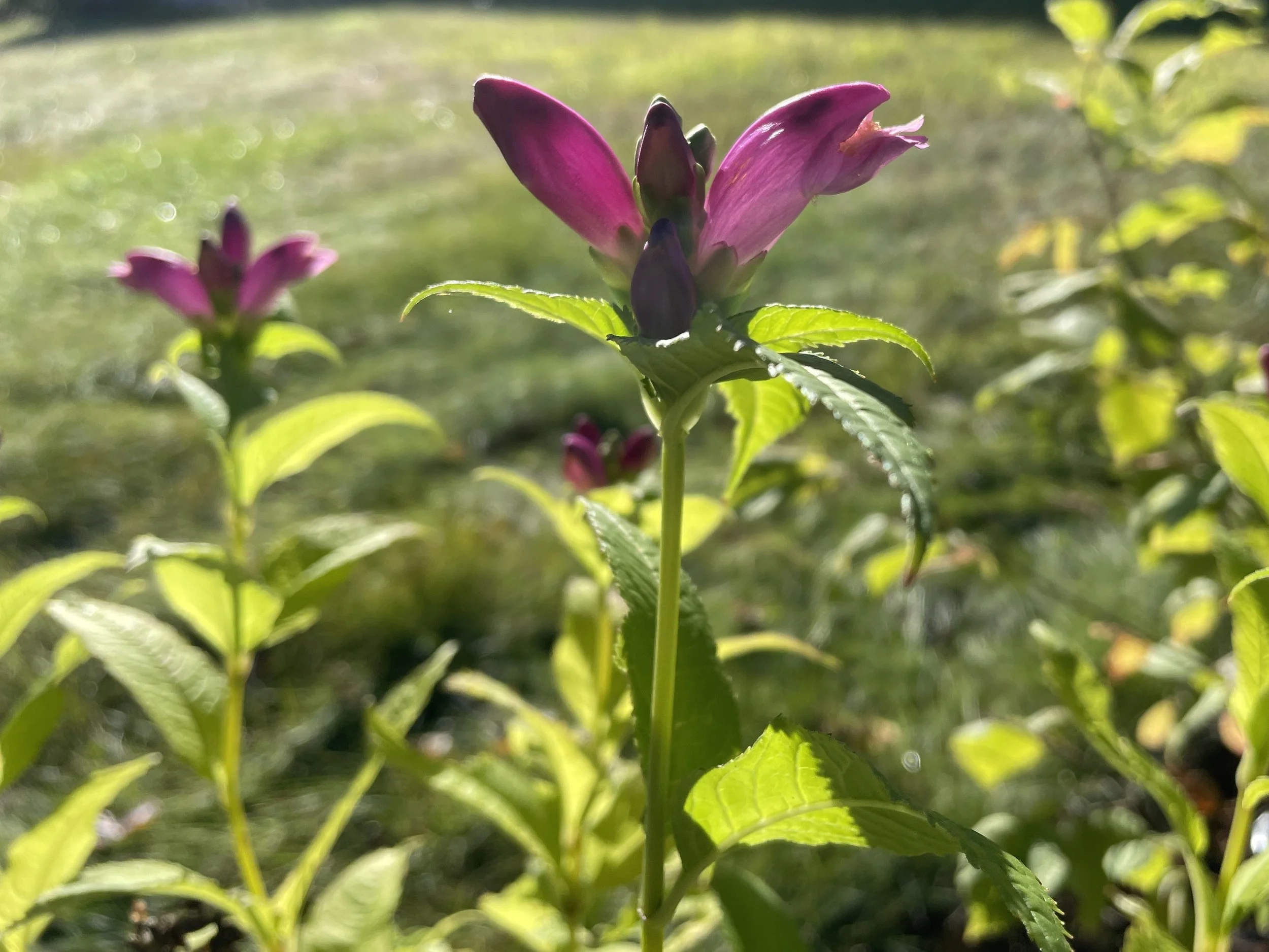 pink turtlehead 8:28:25 - 1.jpg