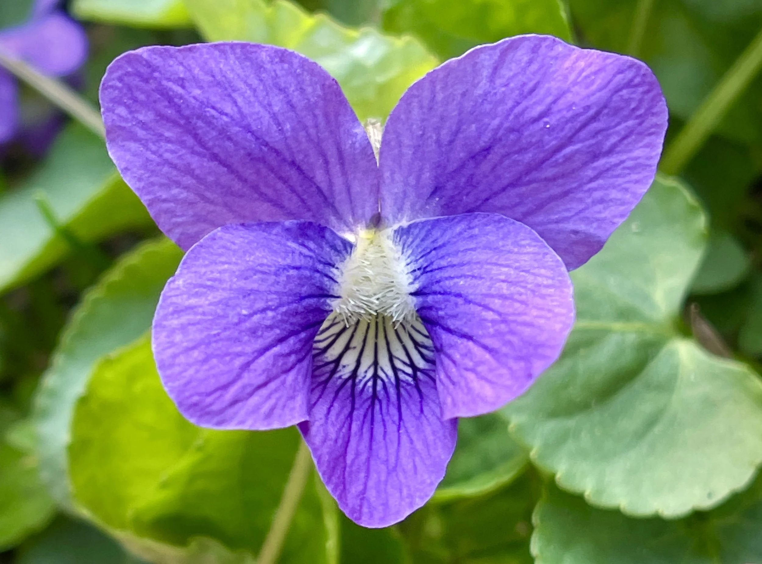 wildblueviolet.jpg