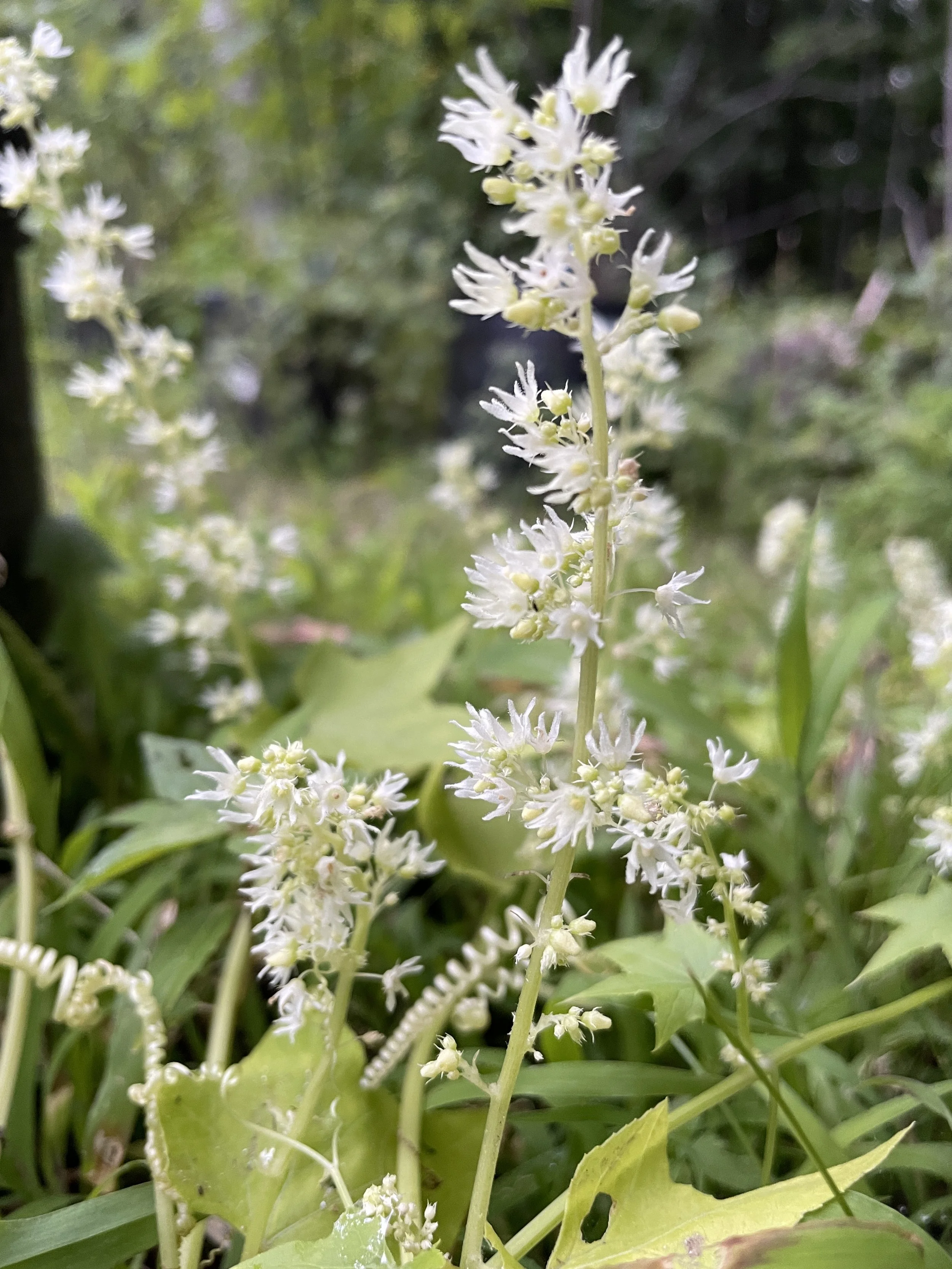 Echinocystis lobata.JPG