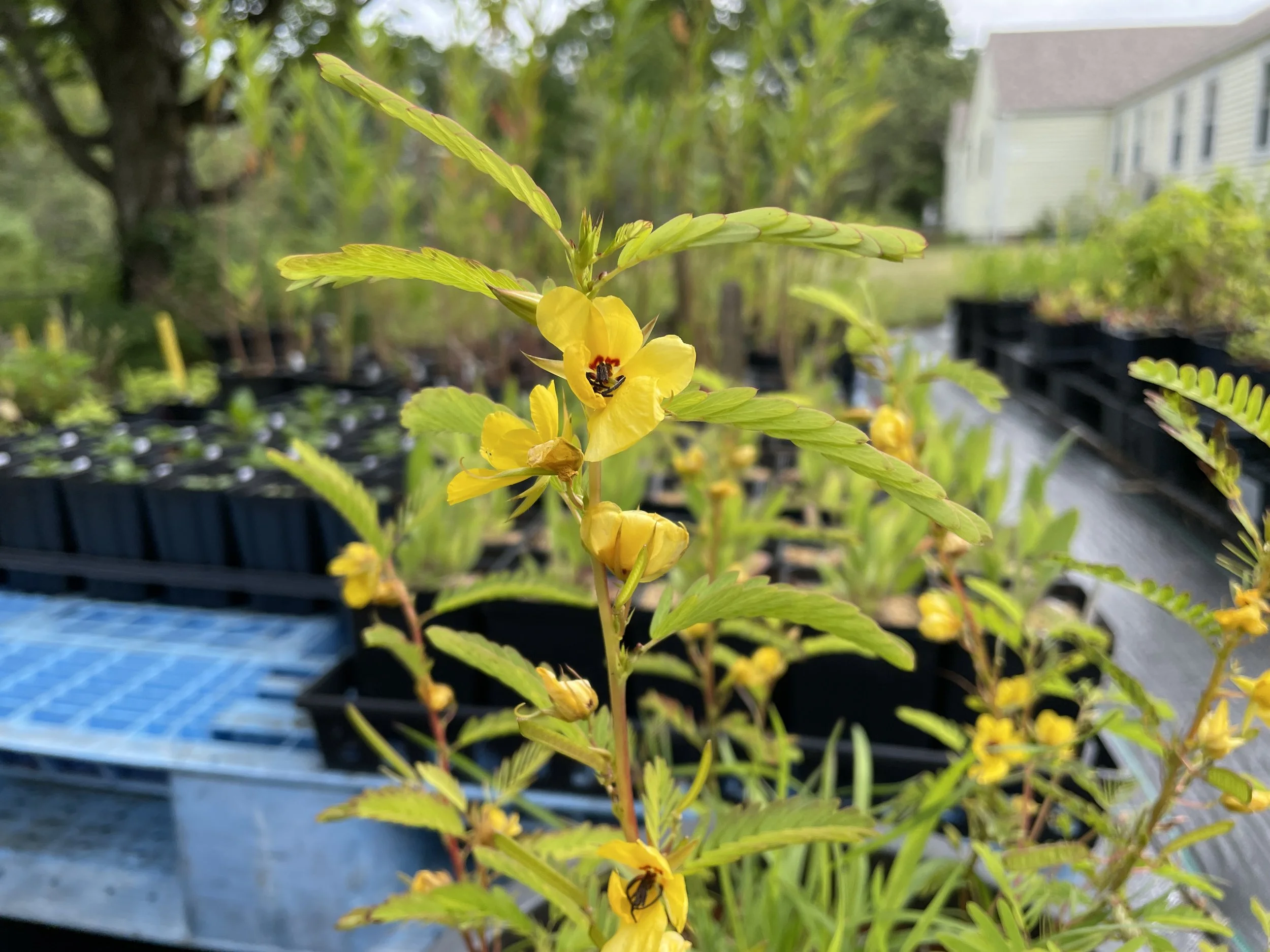 Partridge pea copy.JPG