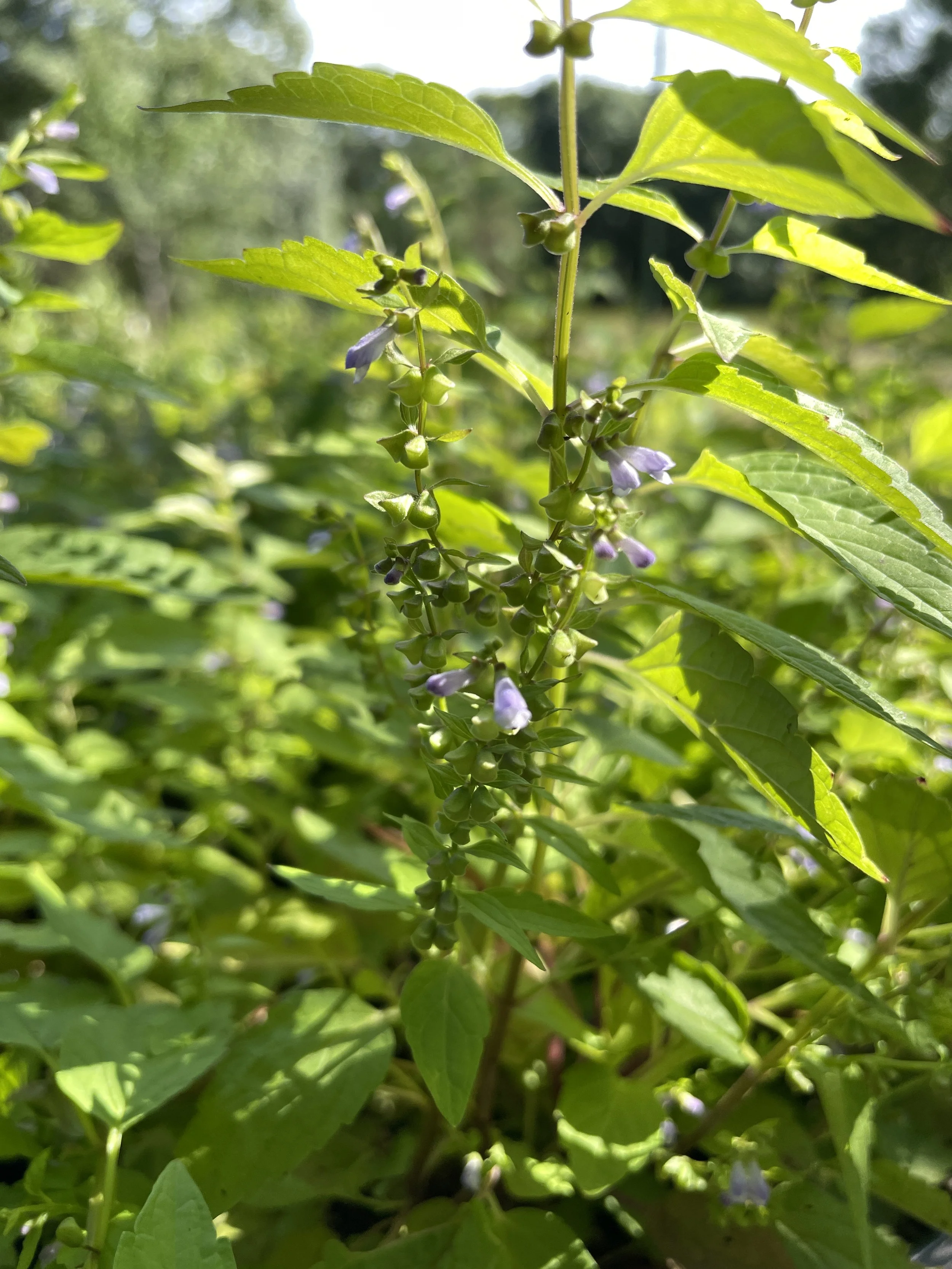 downy skullcap.JPG