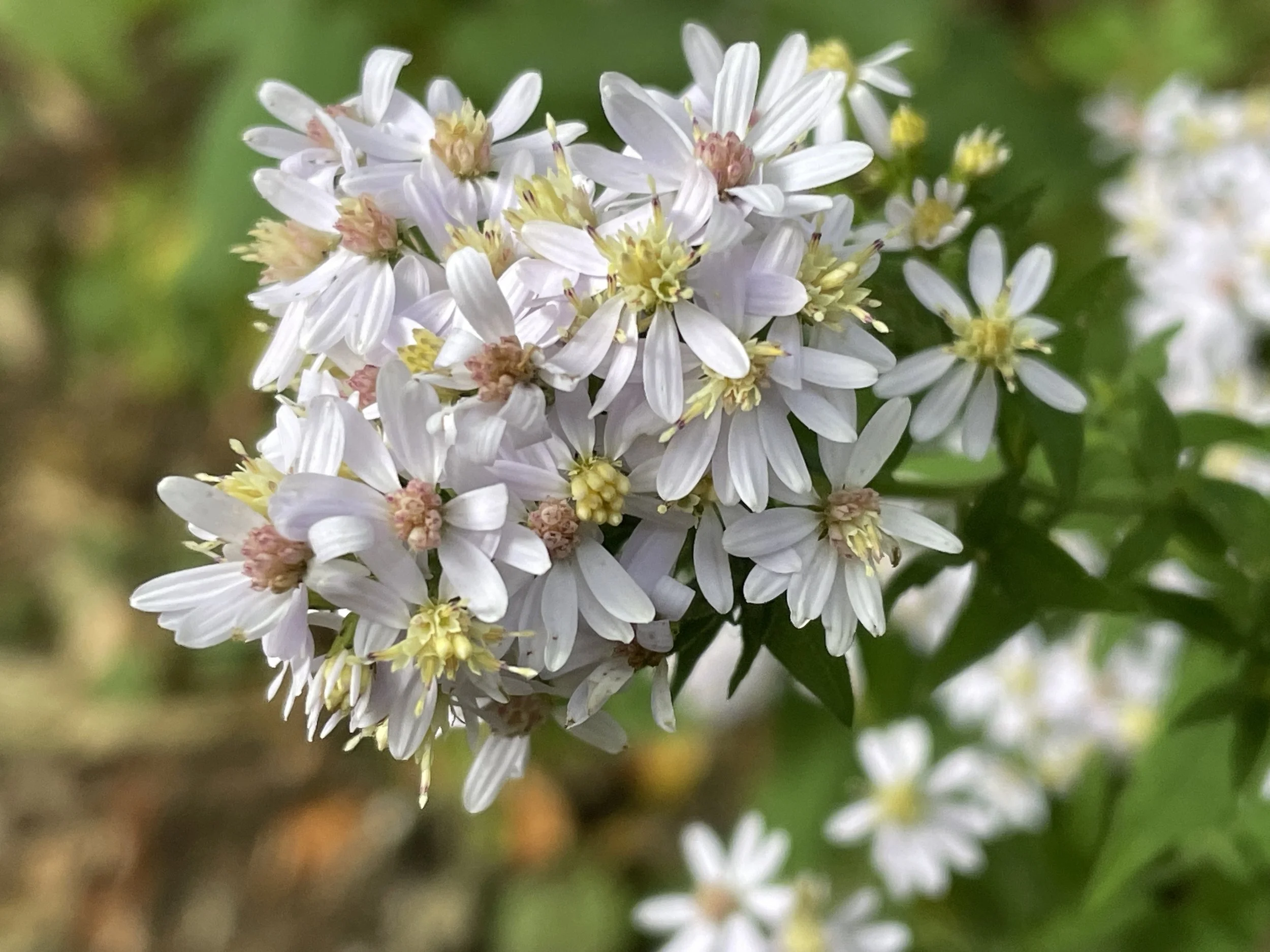 blue wood aster9.JPG