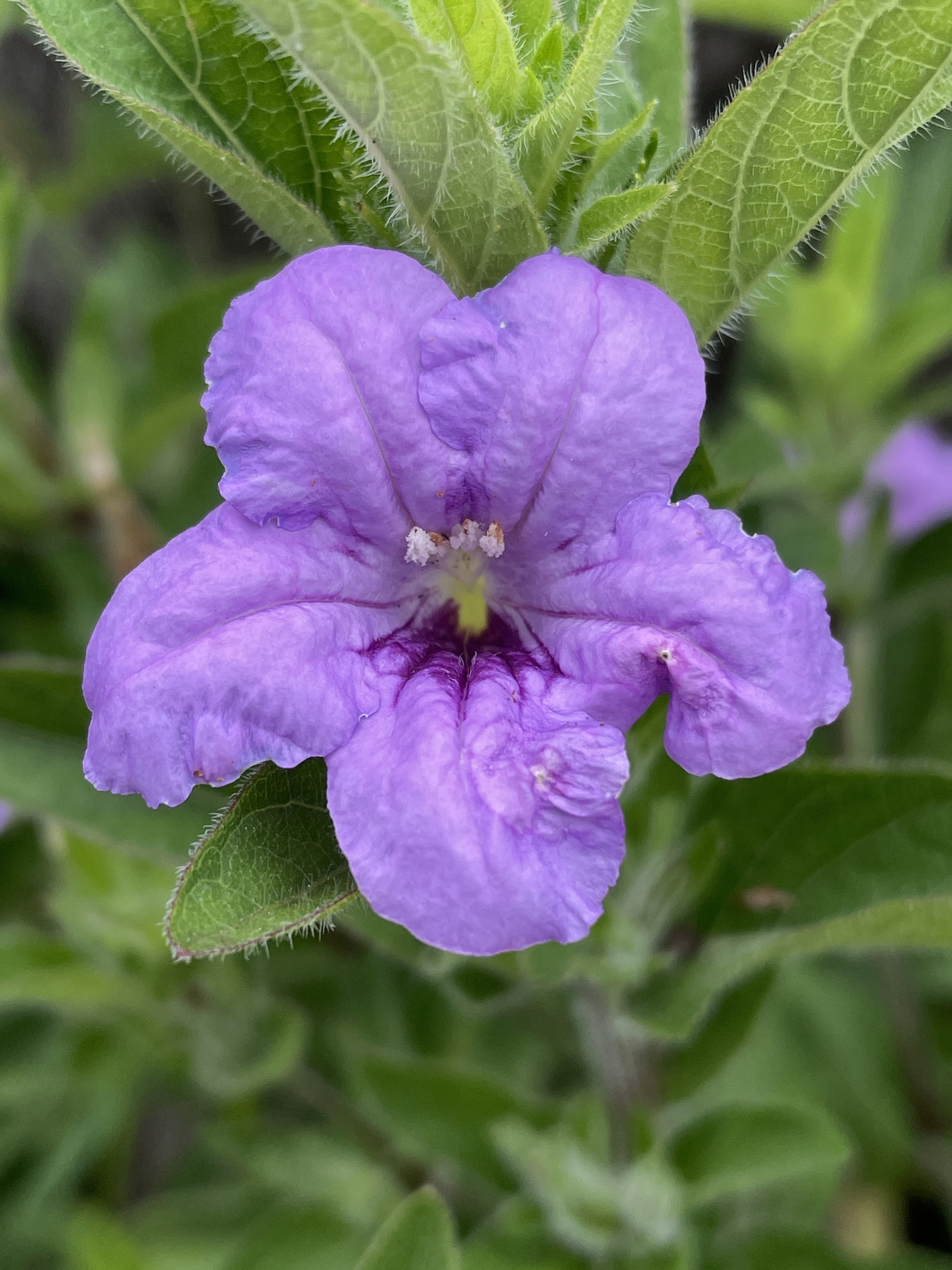 Ruellia humilis - Wild petunia