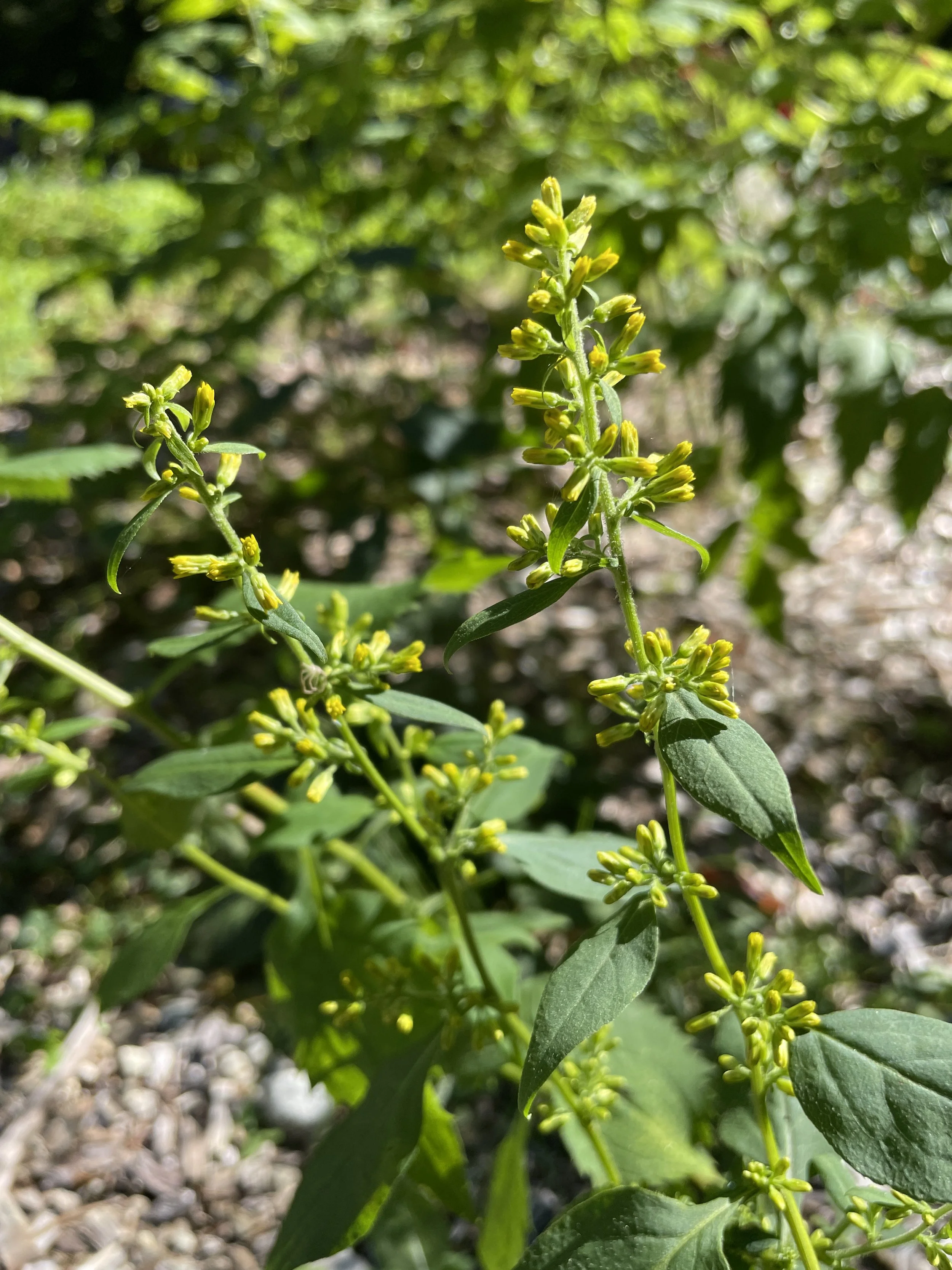 zigzag goldenrod.JPG