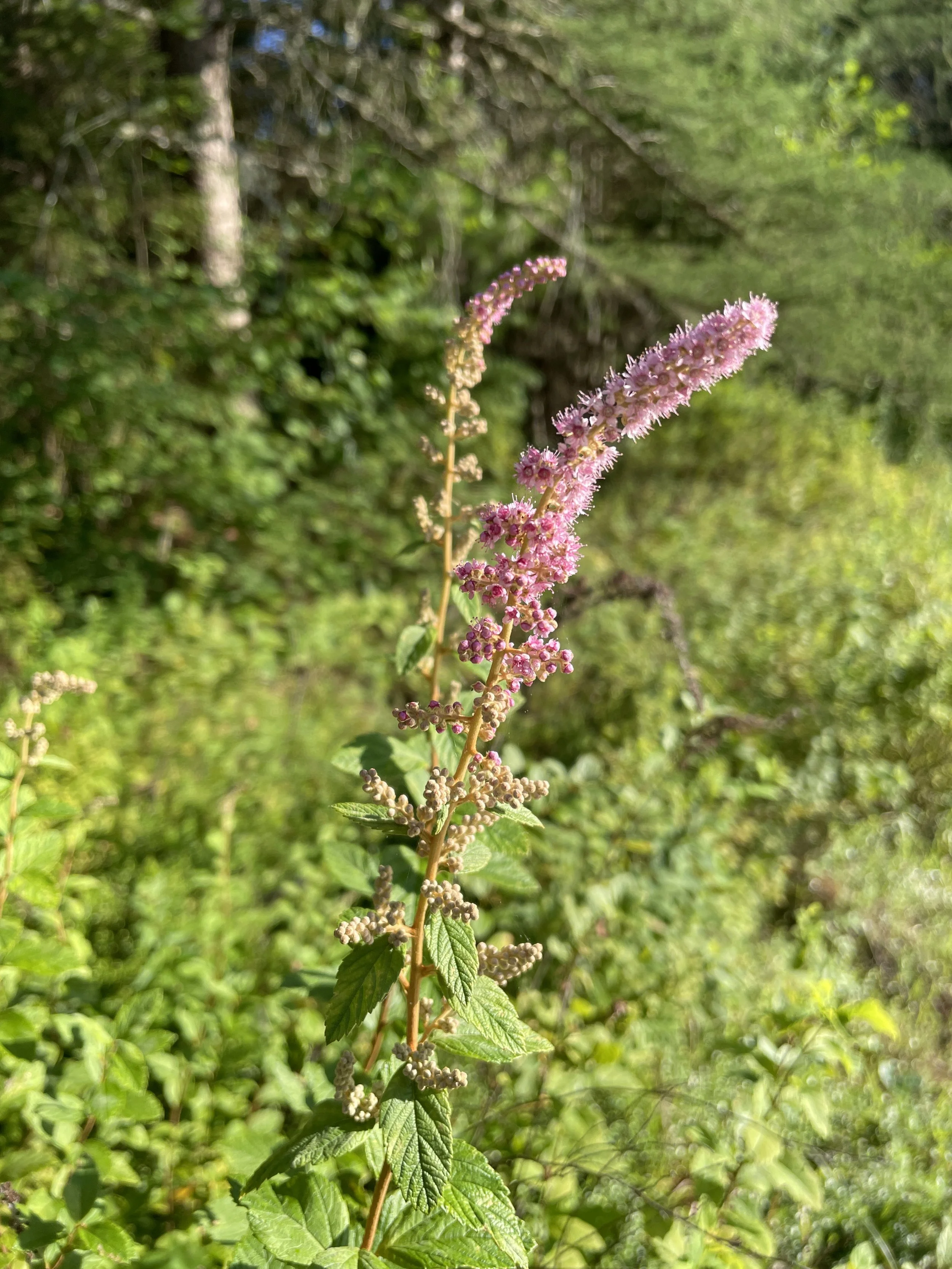 steeplebush2.JPG