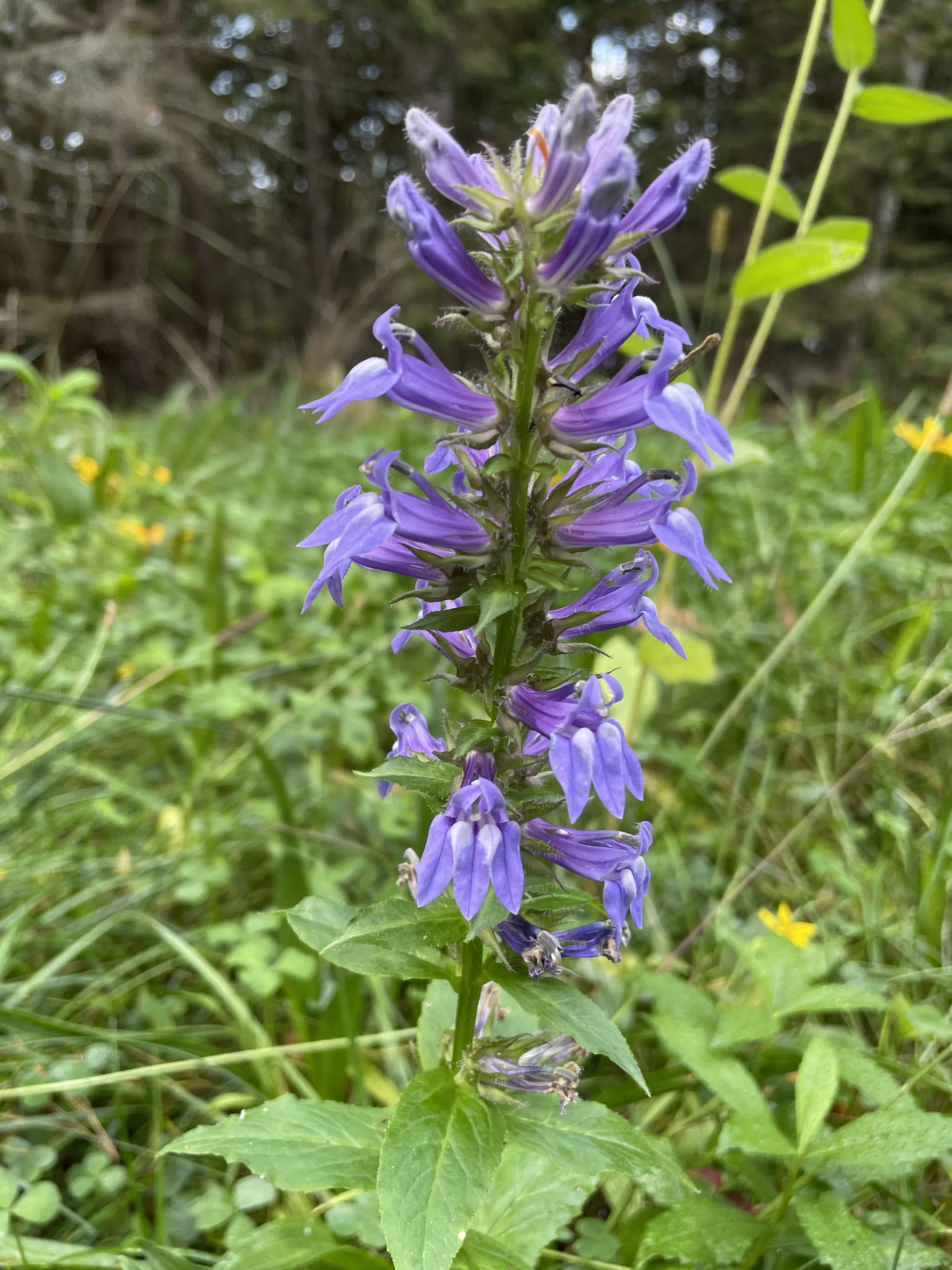 blue lobelia3.JPG