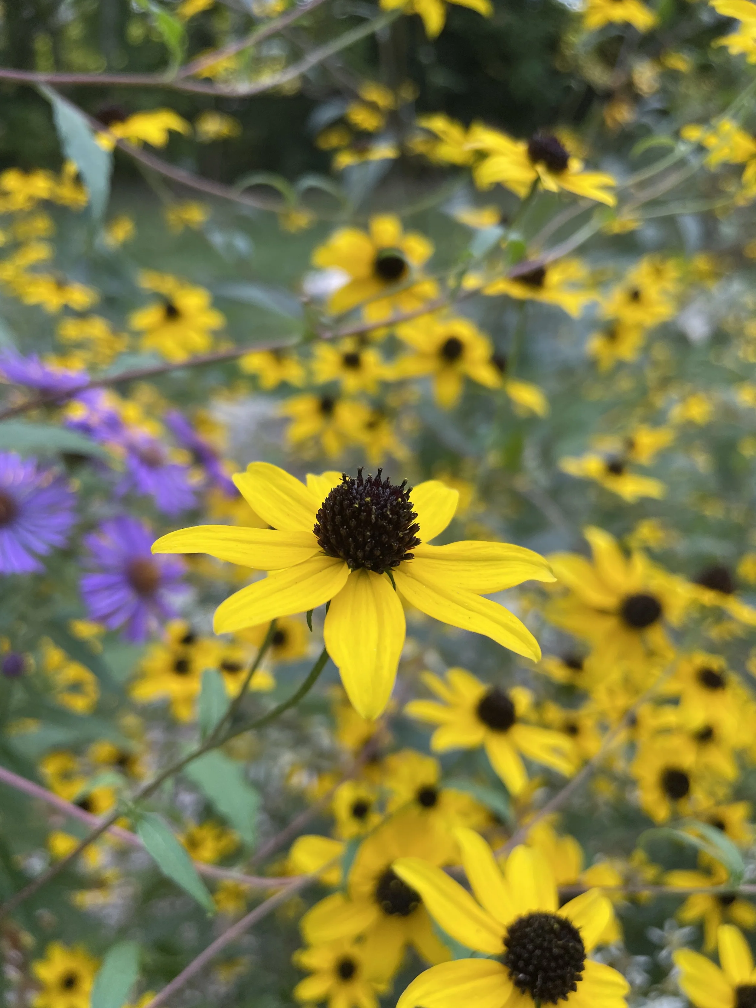 Rudbeckia triloba - Three lobed coneflower