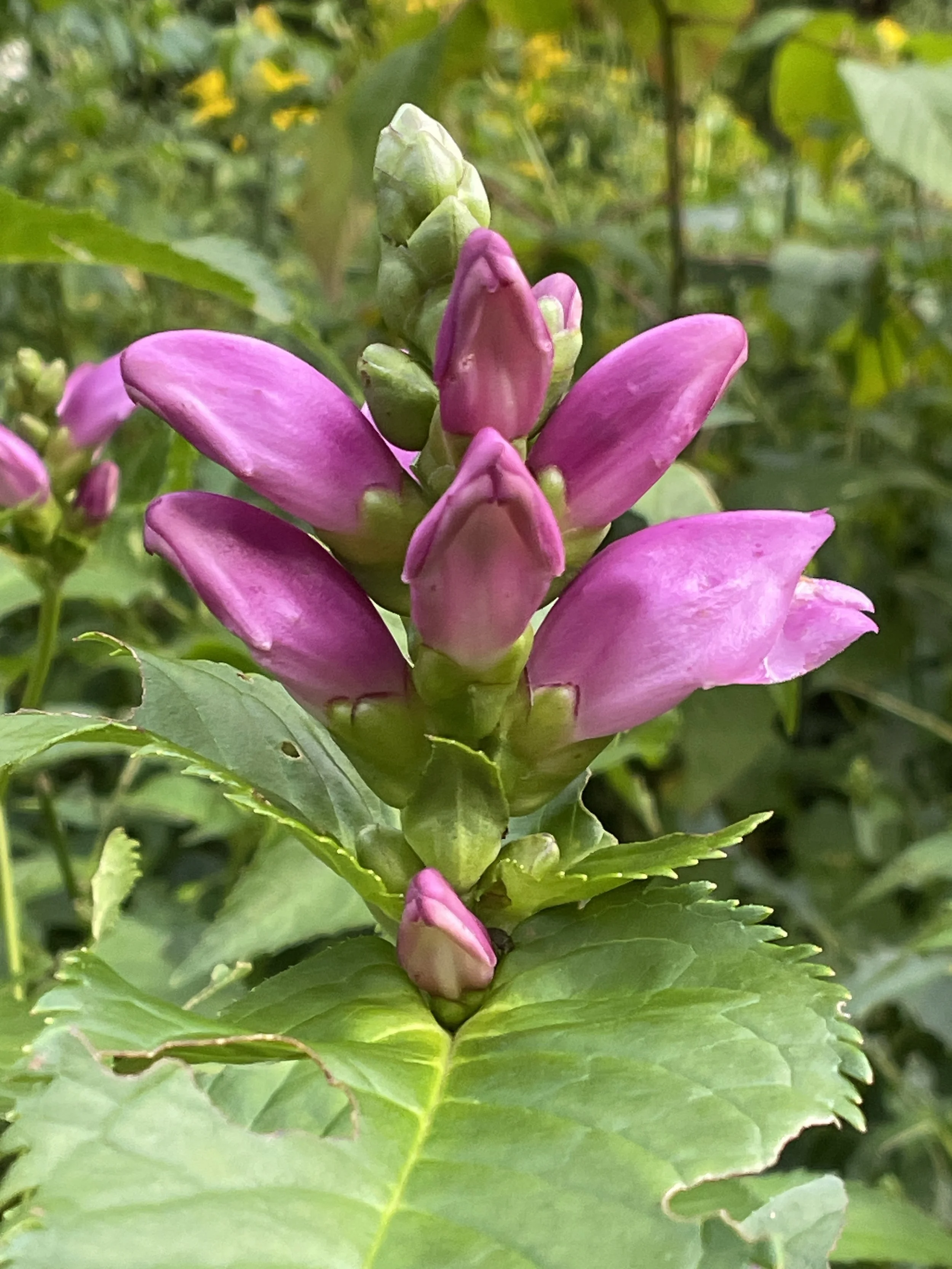Chelone lyonii - Pink turtlehead