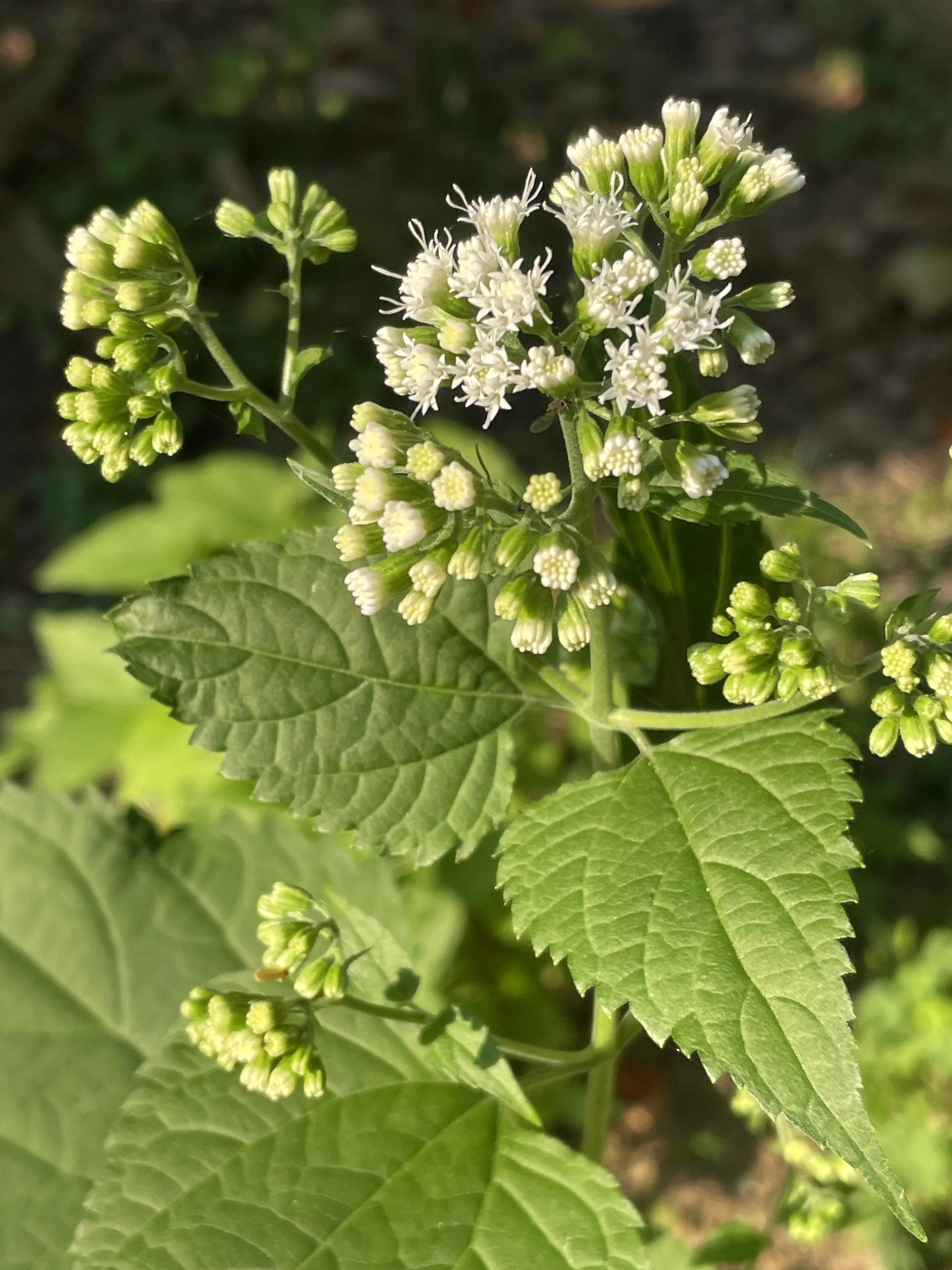 white snakeroot.JPG