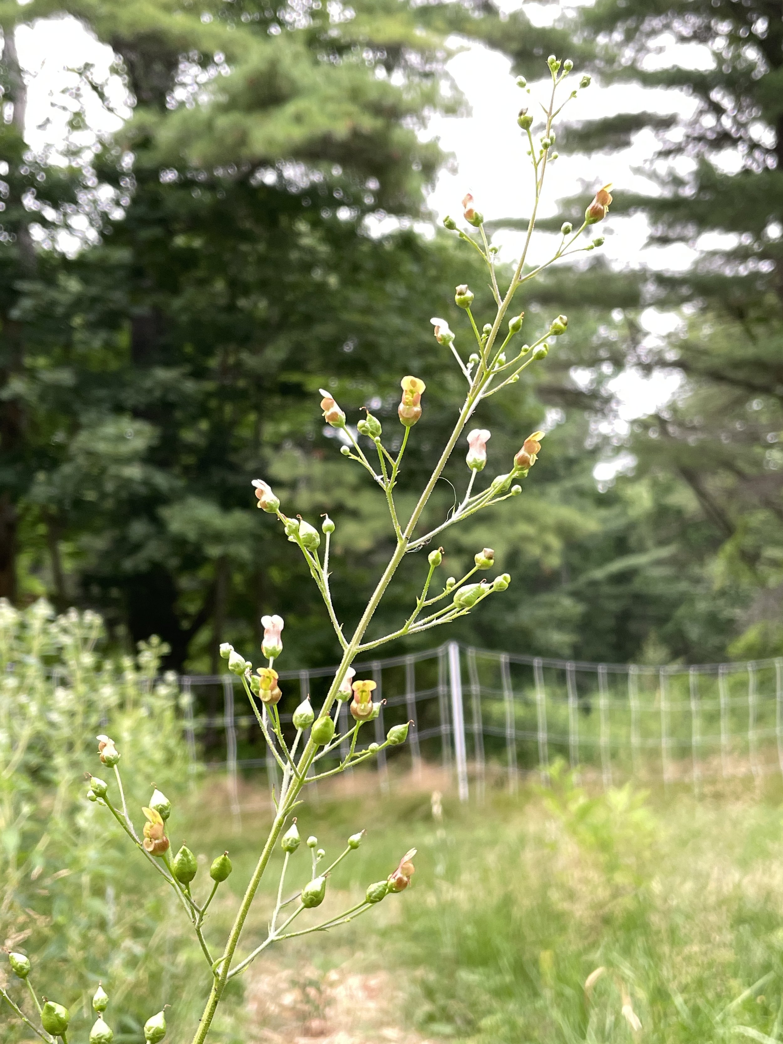 scrophularia lanceolata 7:14:26-2.JPG