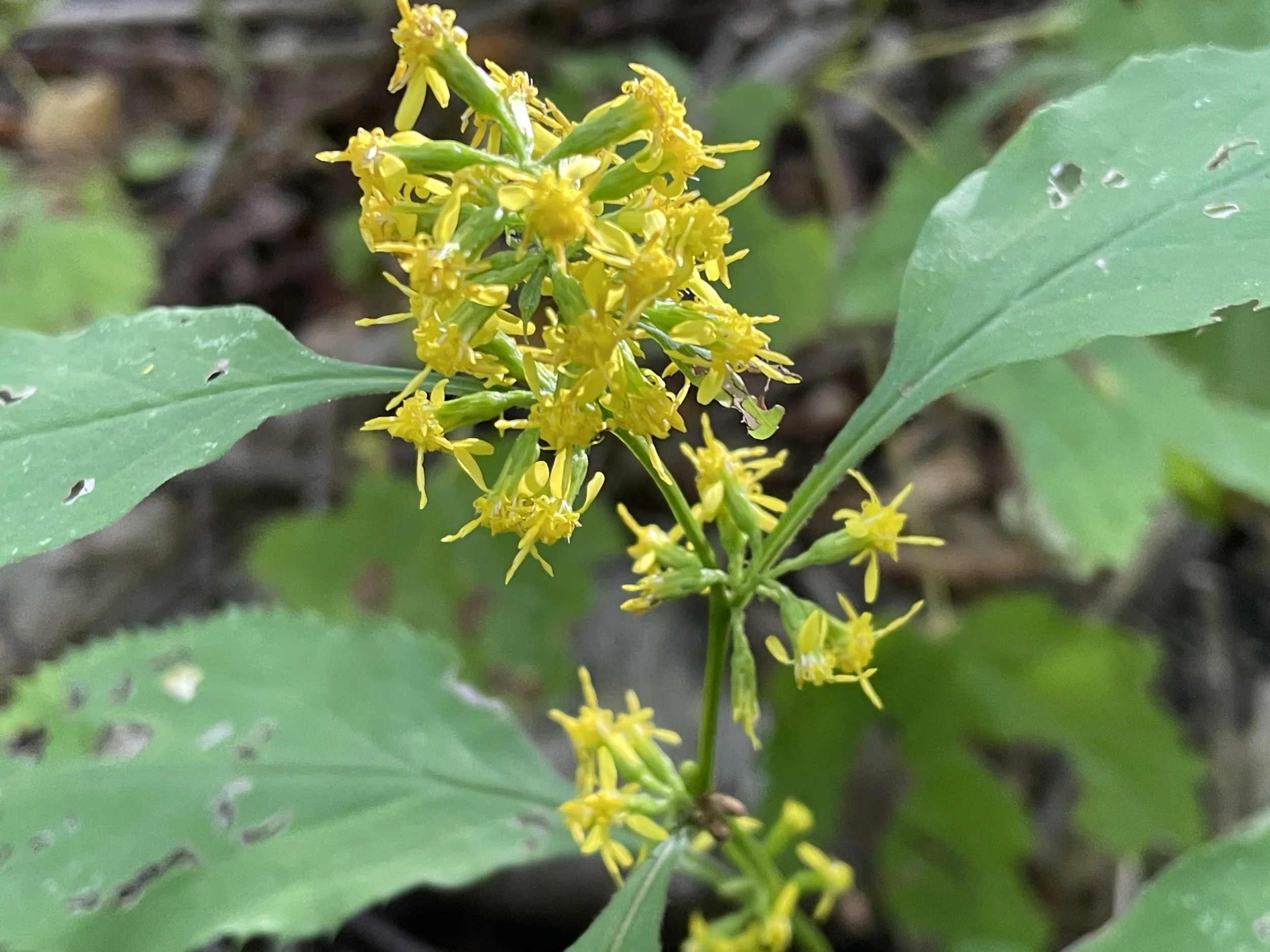 Solidago flexicaulis - Zig Zag goldenrod