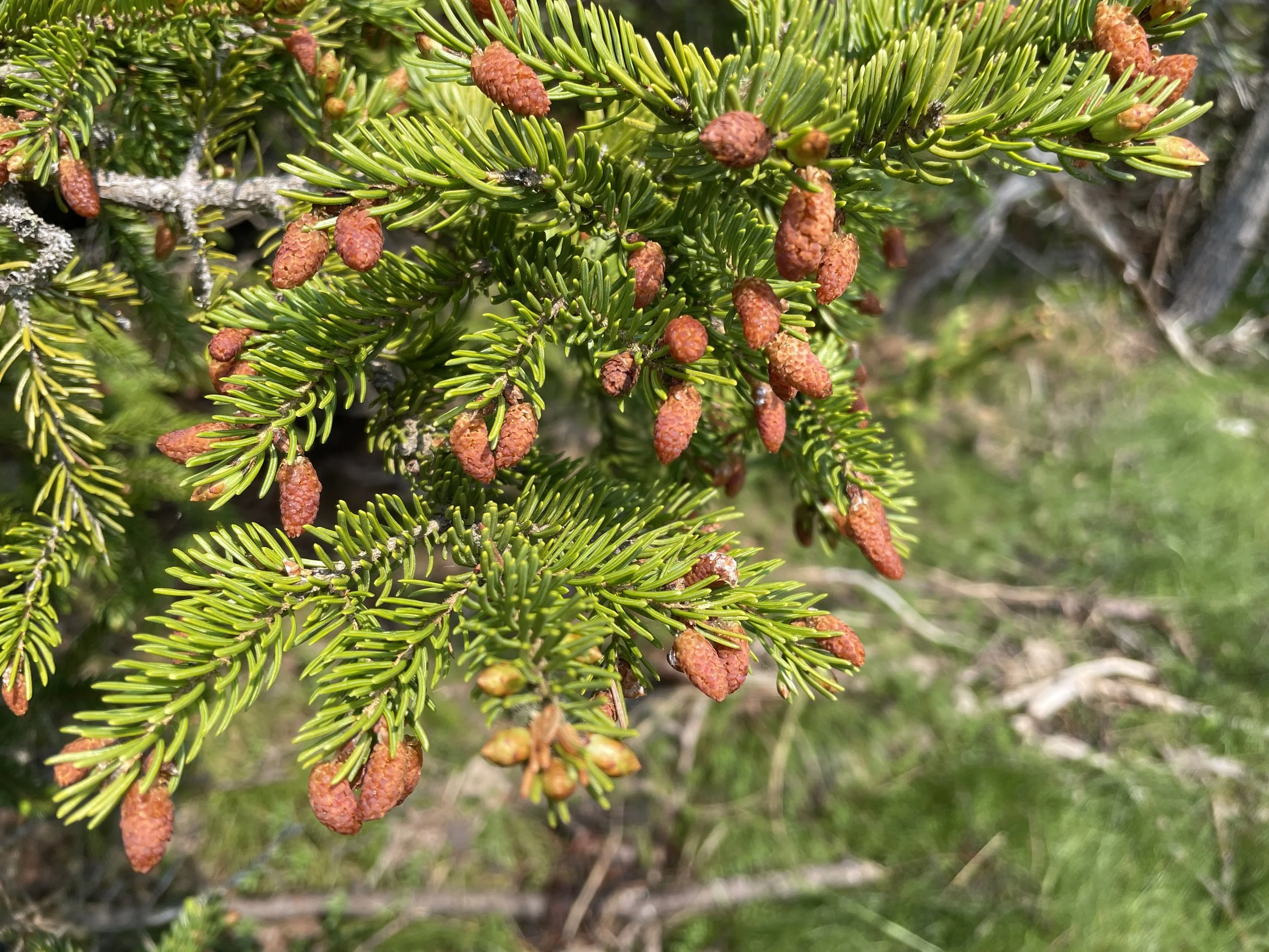 Picea rubens - Red spruce