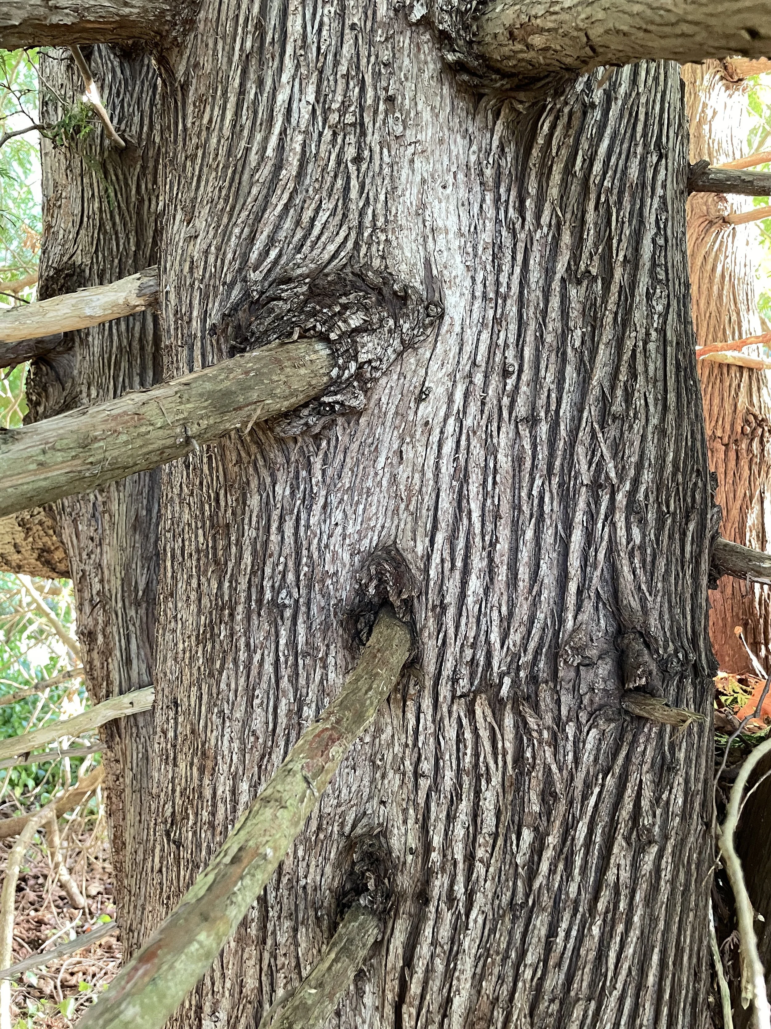 cedar bark.JPG
