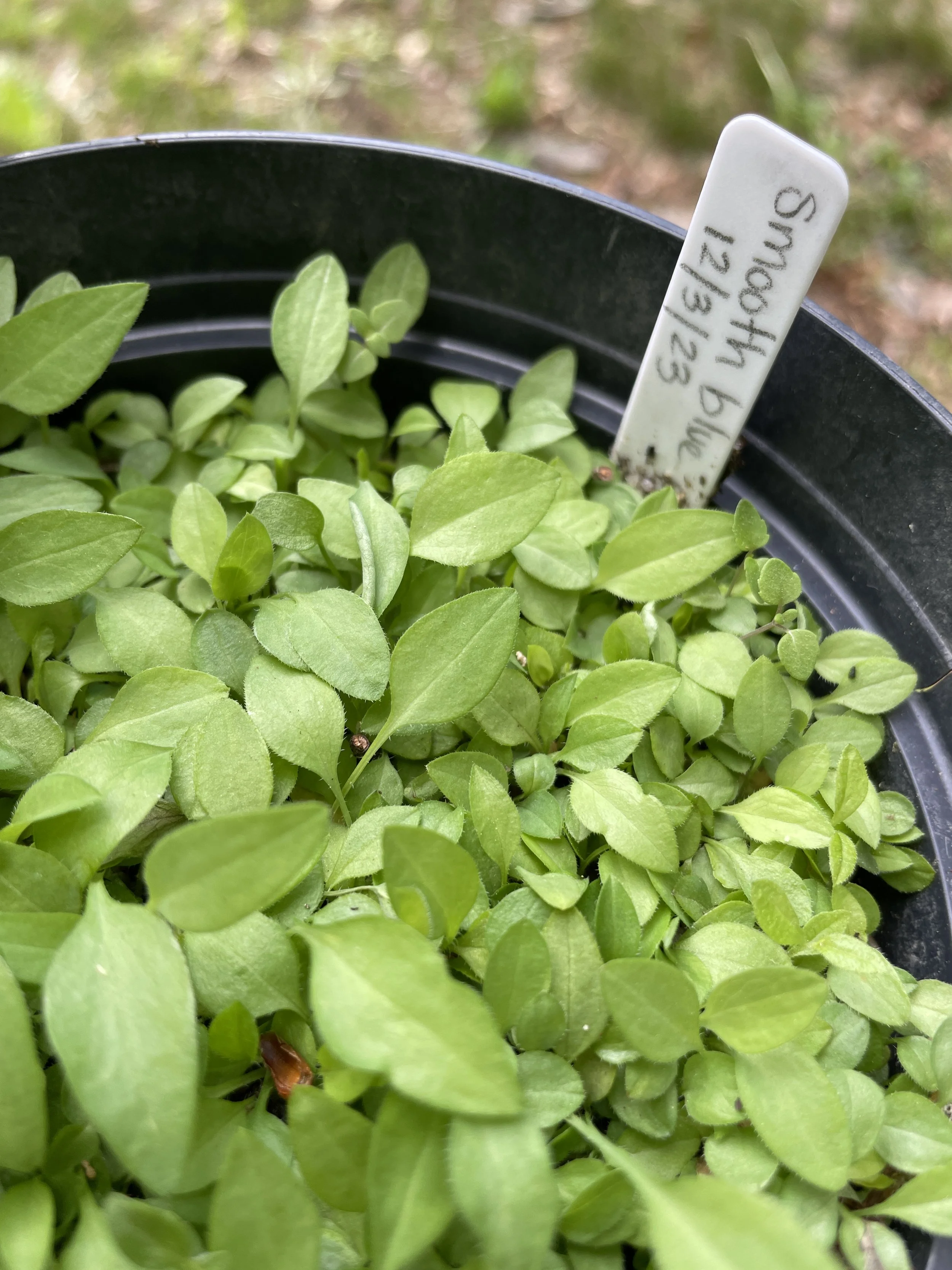 baby smooth blue aster.JPG
