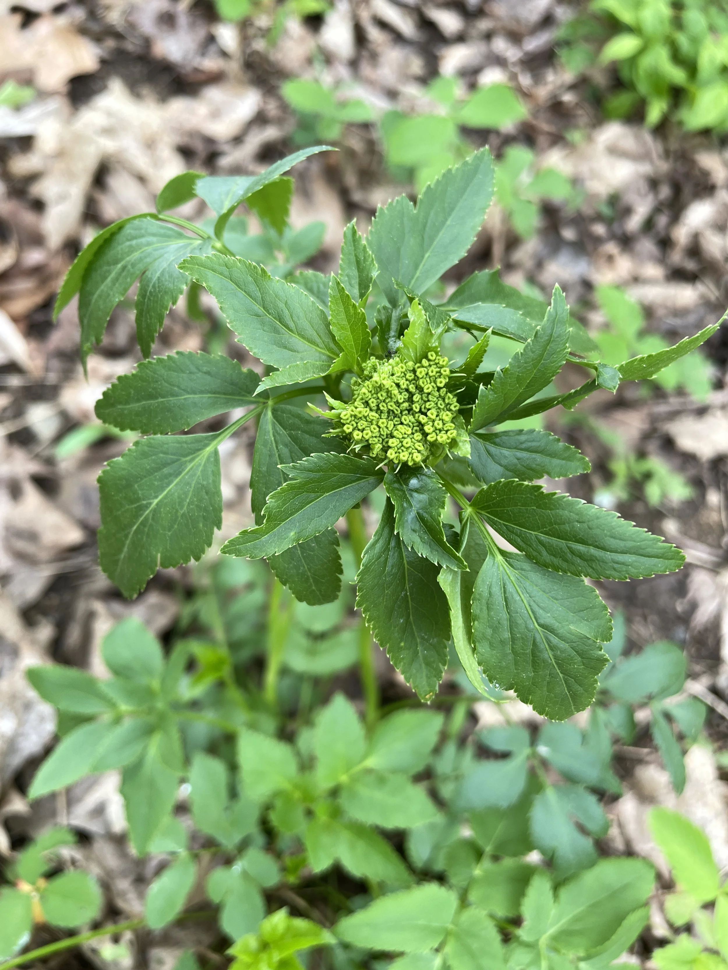 zizia aurea1.JPG