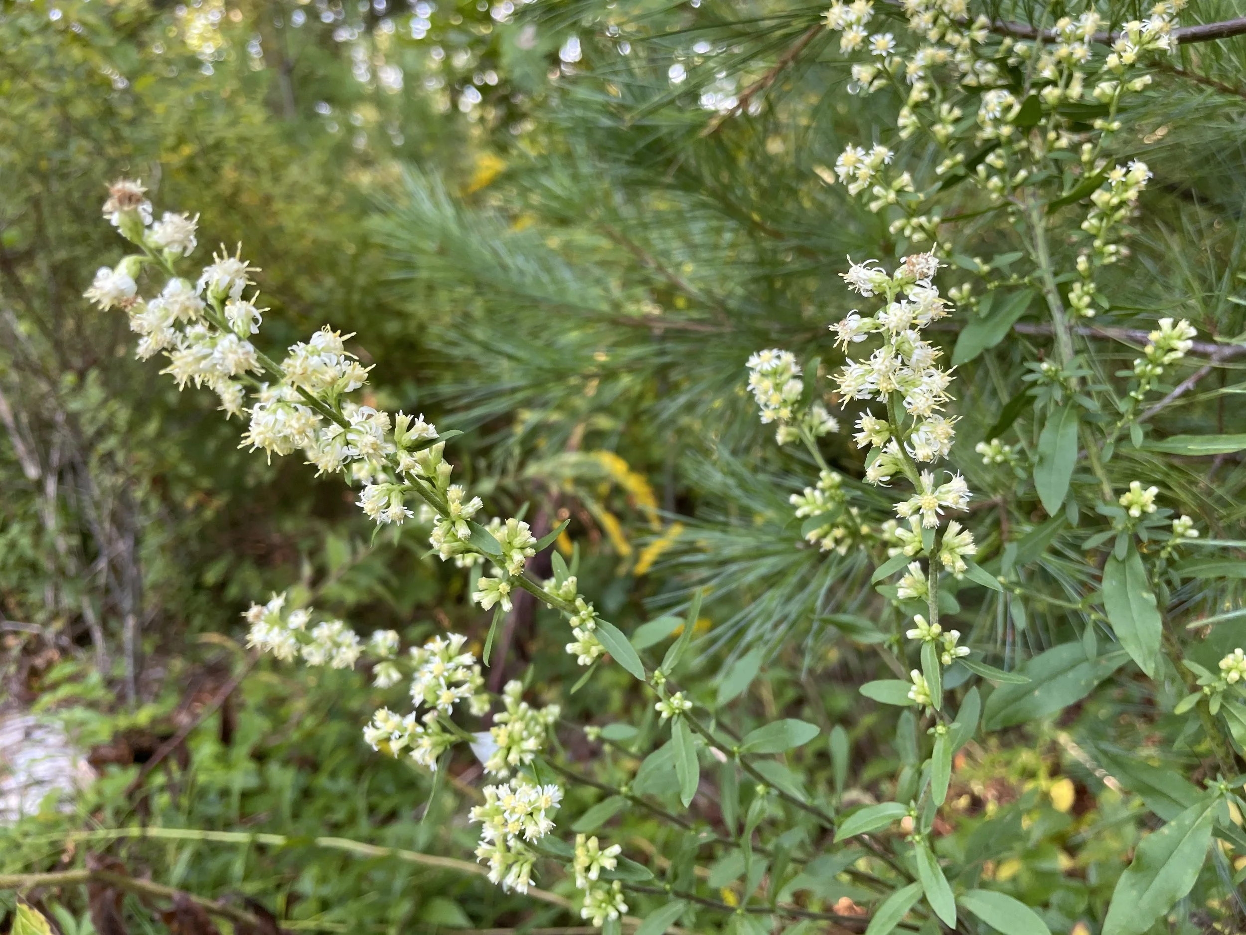 white goldenrod 9:9:25.JPG