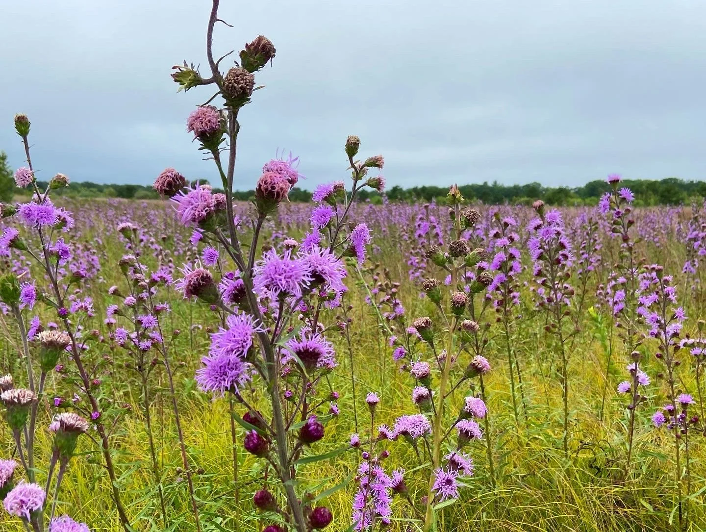 Liatris scariosa - Northern blazing star