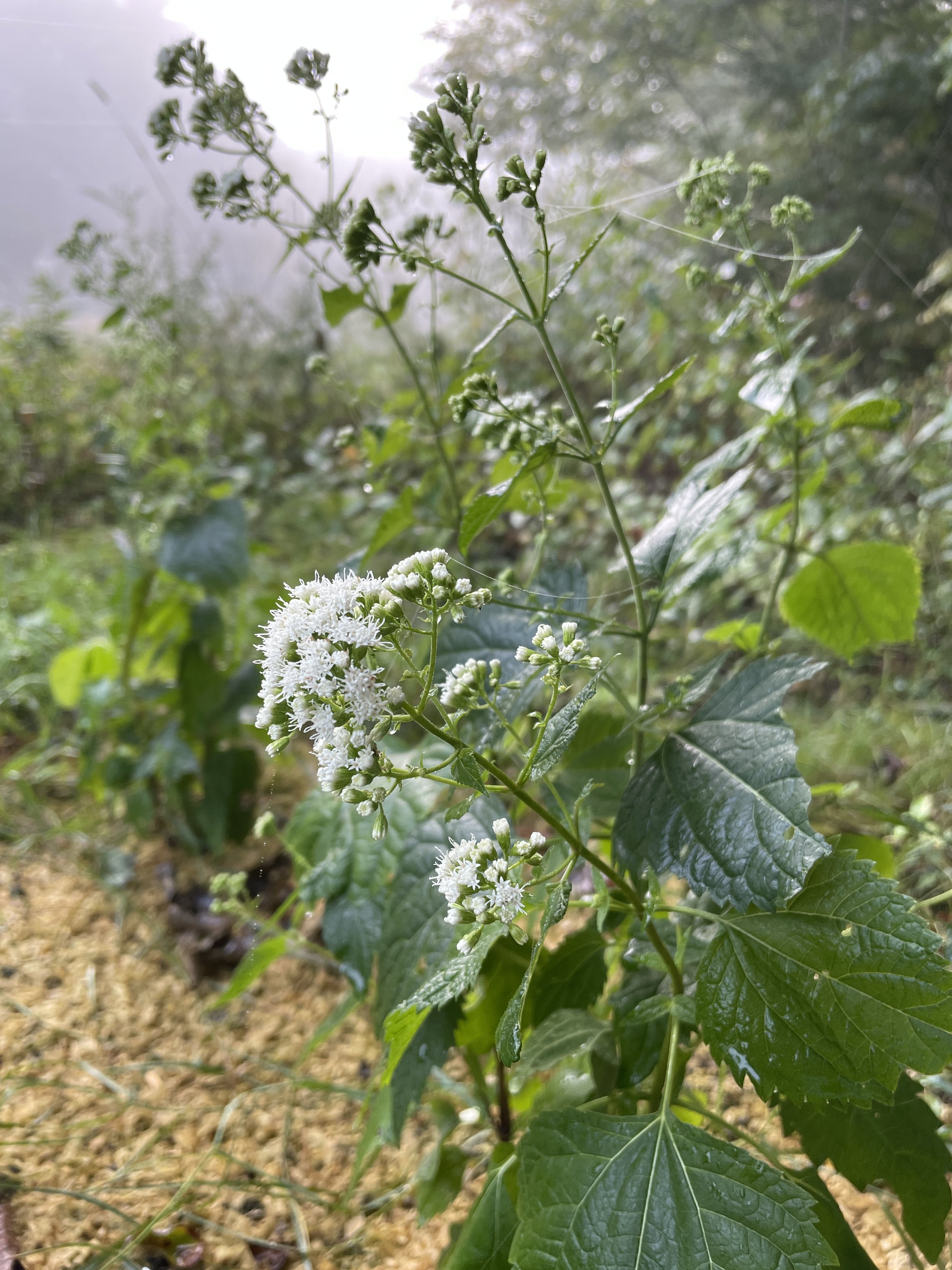 whitesnakeroot 9:15:25-3.JPG