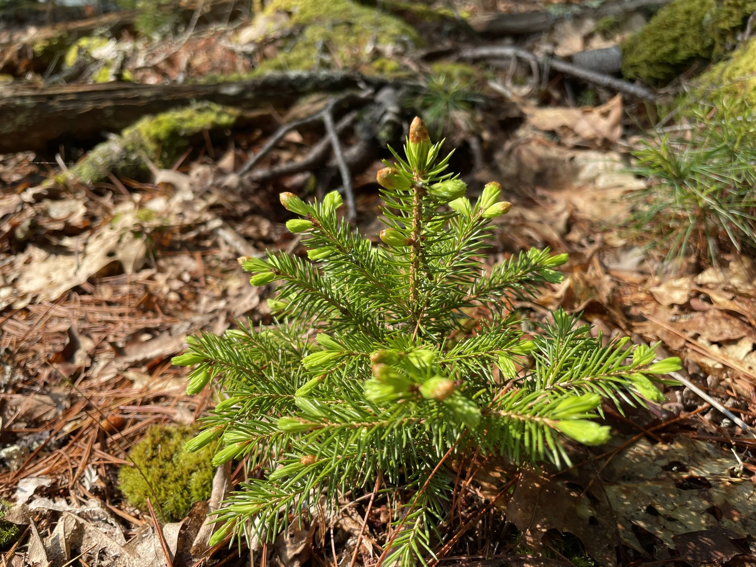 red spruce - 1.JPG