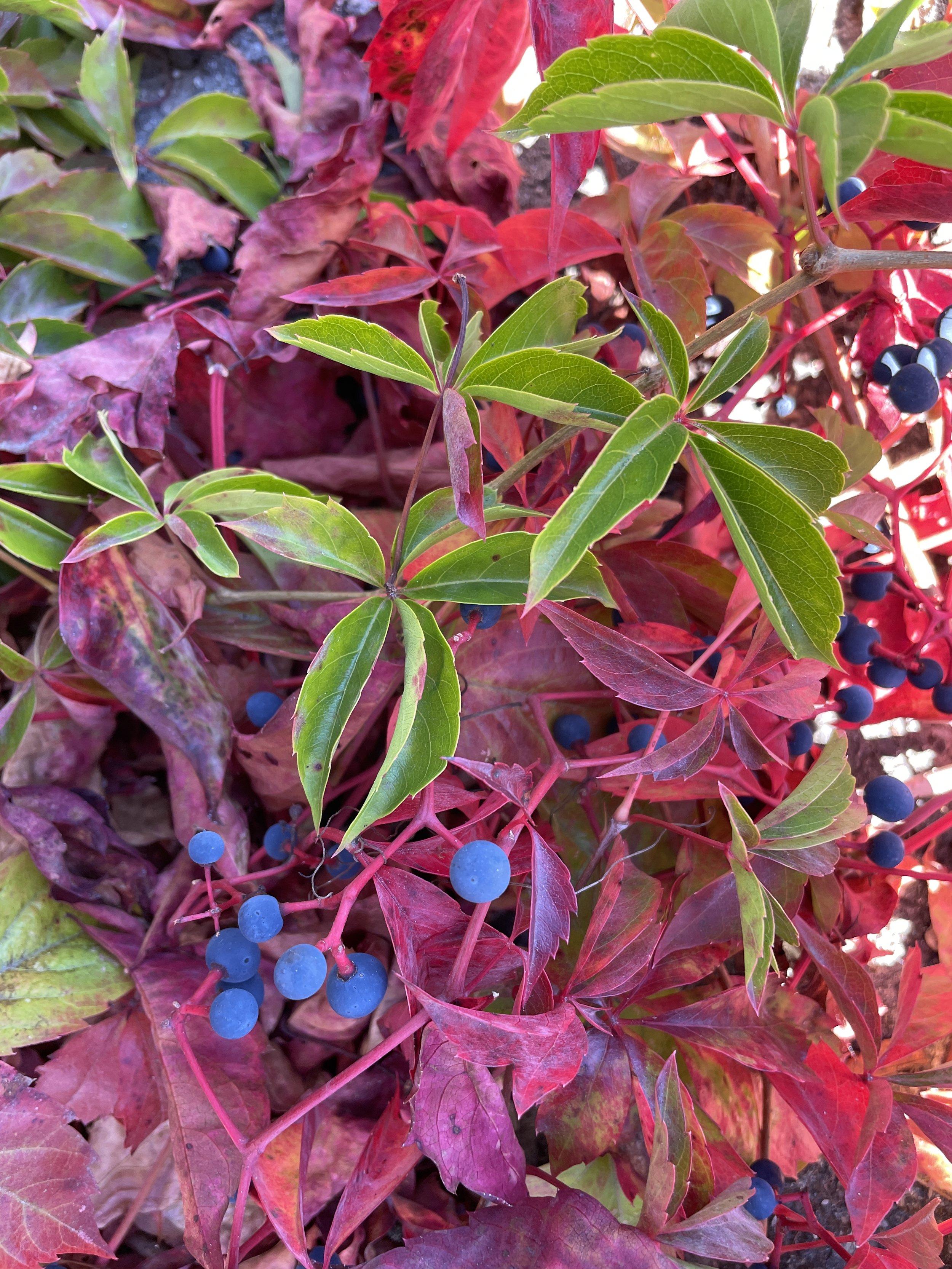 virginia creeper september.JPG