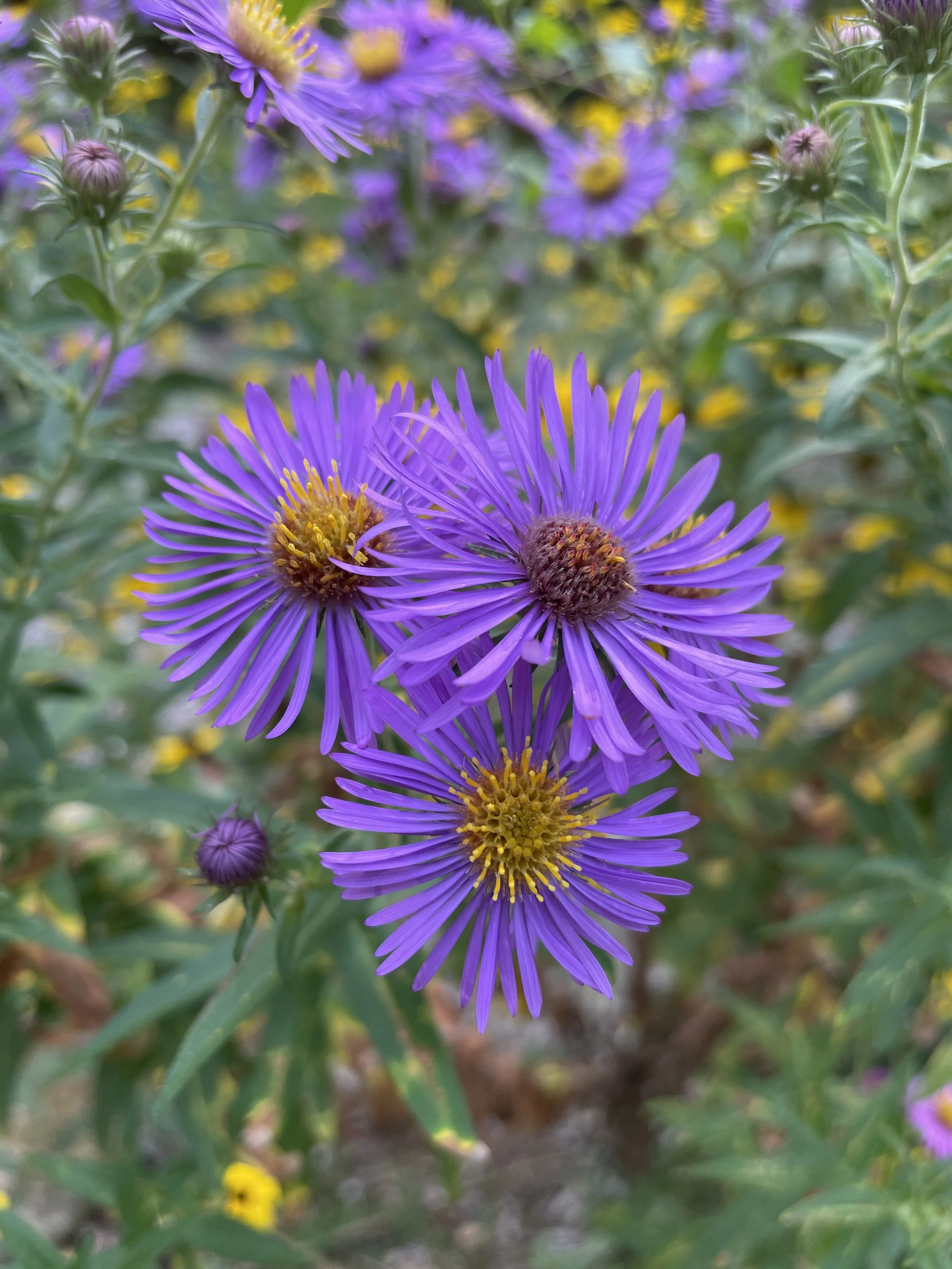 Symphyotrichum novae-angliae - New England aster