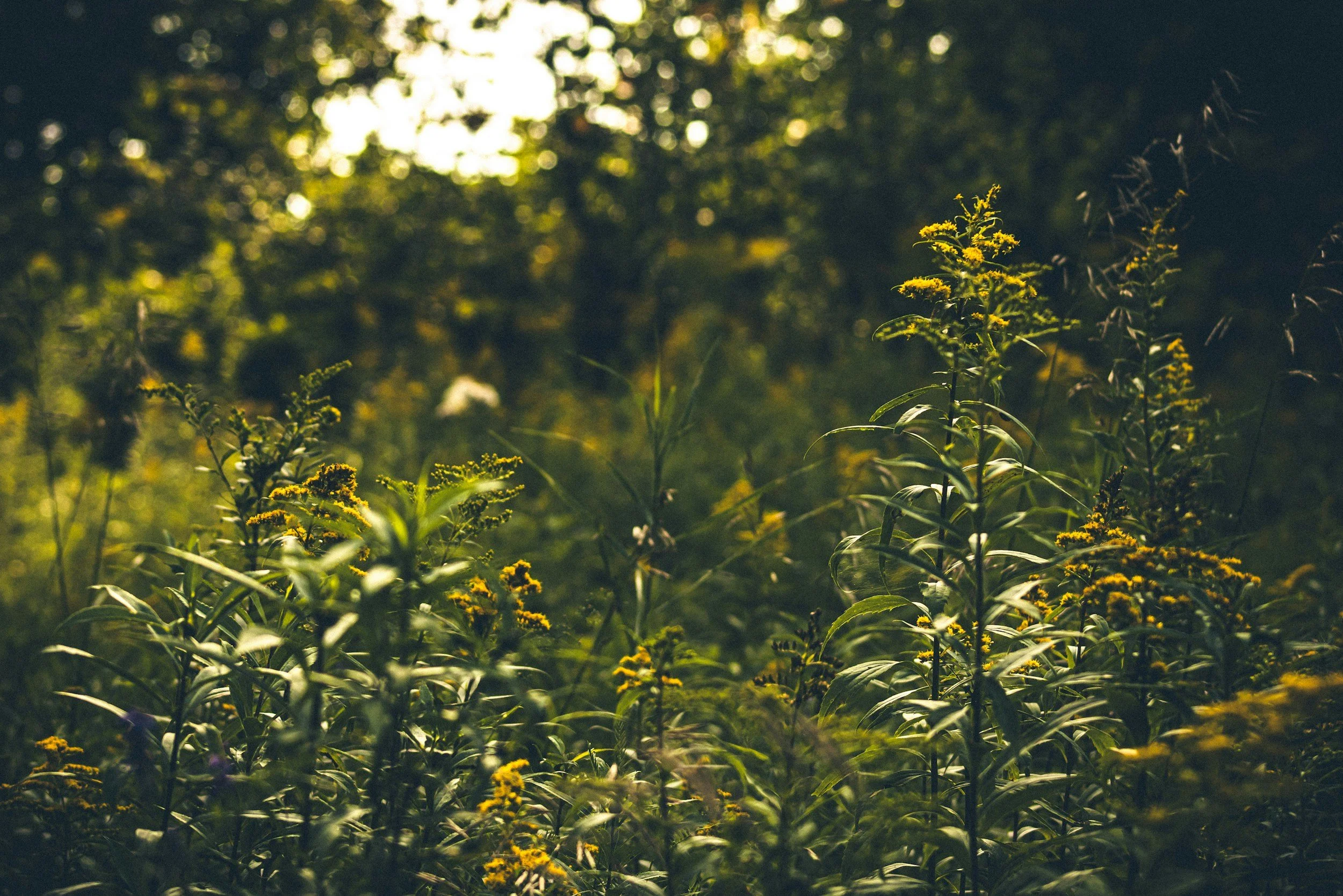 Sunlight shining through trees onto a field of green plants with yellow flowers.