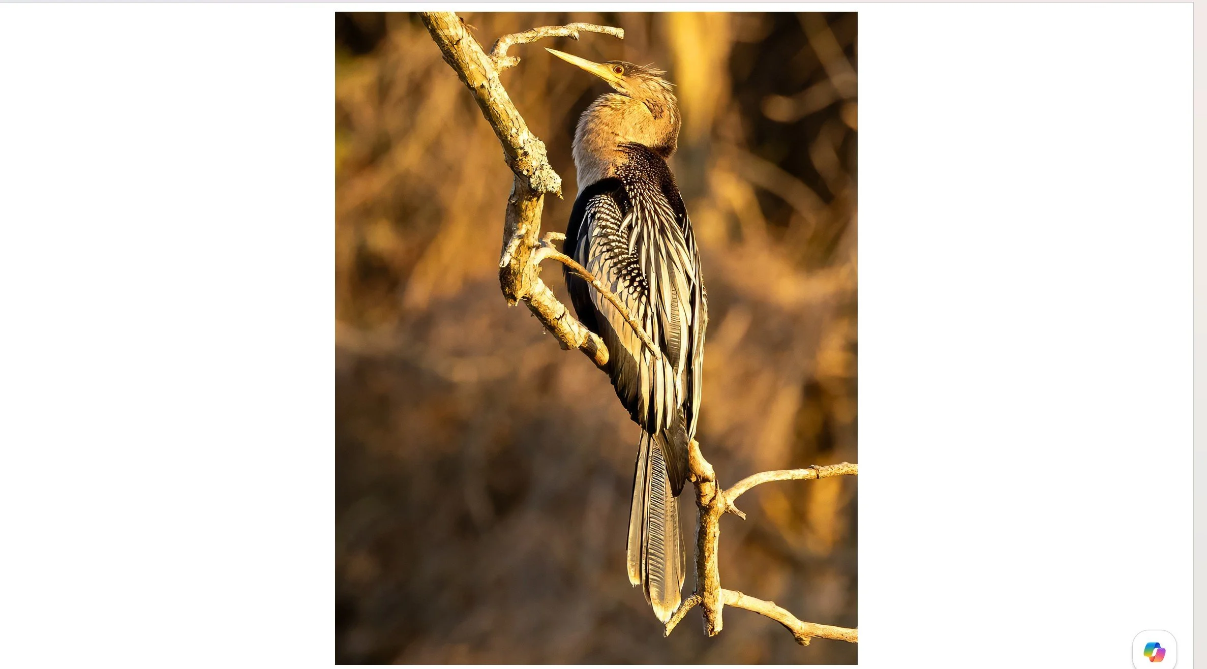 Anhinga - 5305
