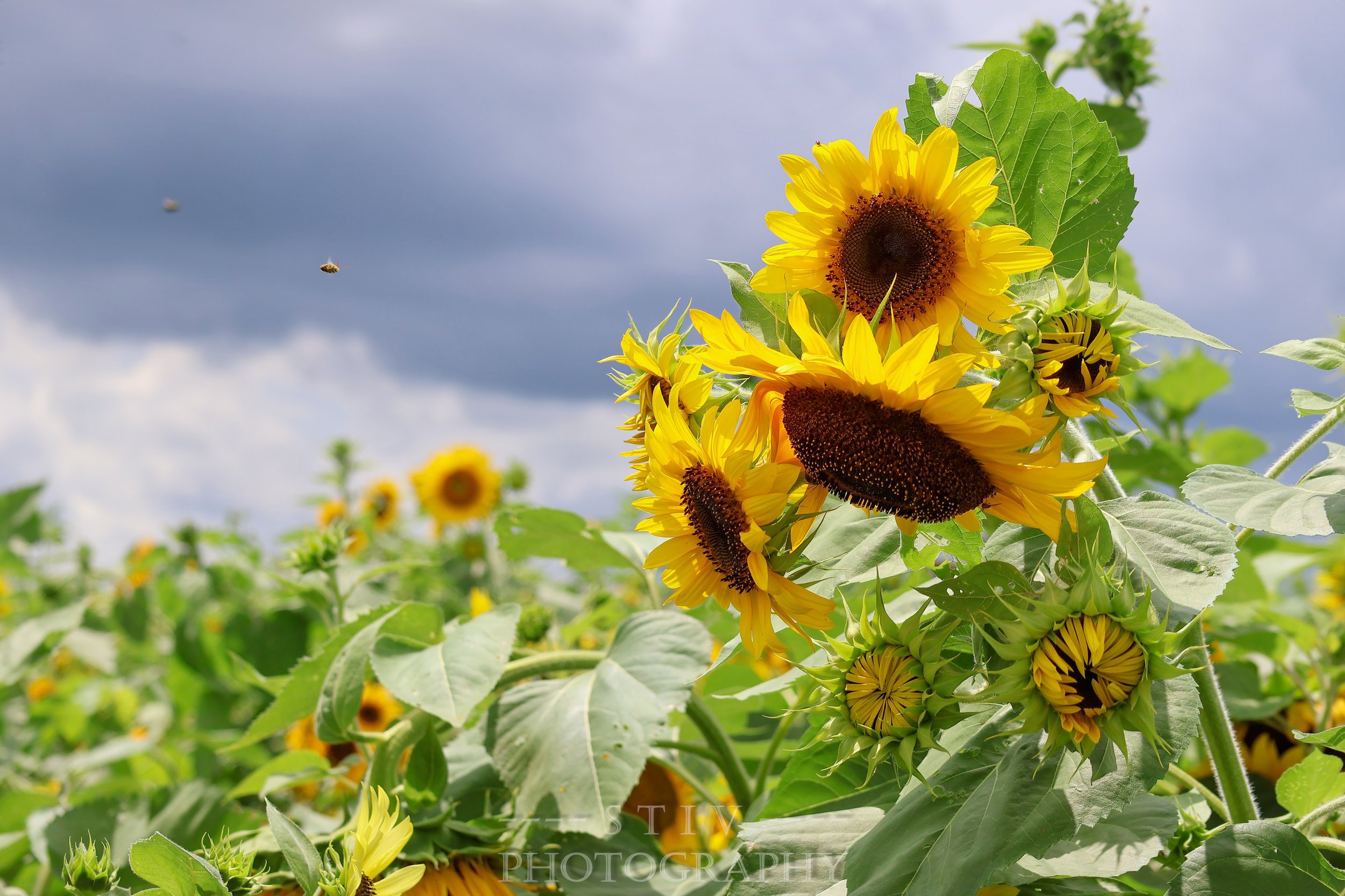 Sunflower with Bee in Flight 0447.jpg