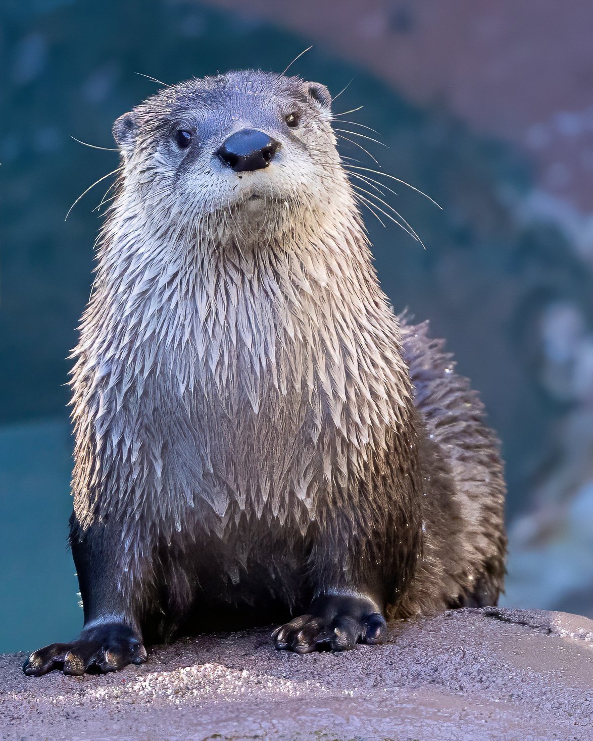 This otter seemed to pose just at the right time.  Image captured in Gatlinburg, Tennessee.
