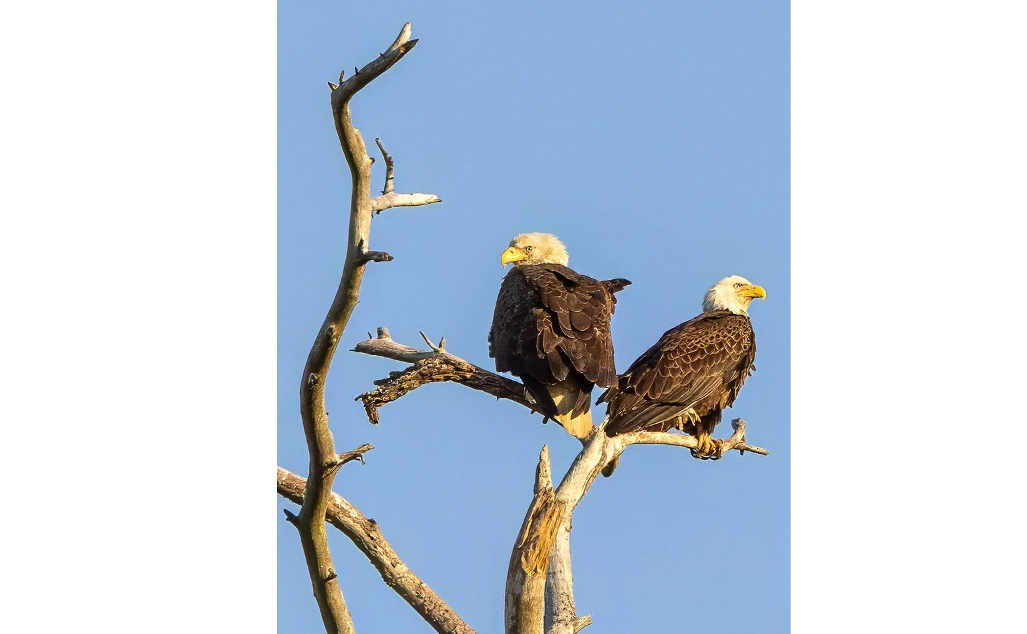 Eagle Couple - 5287