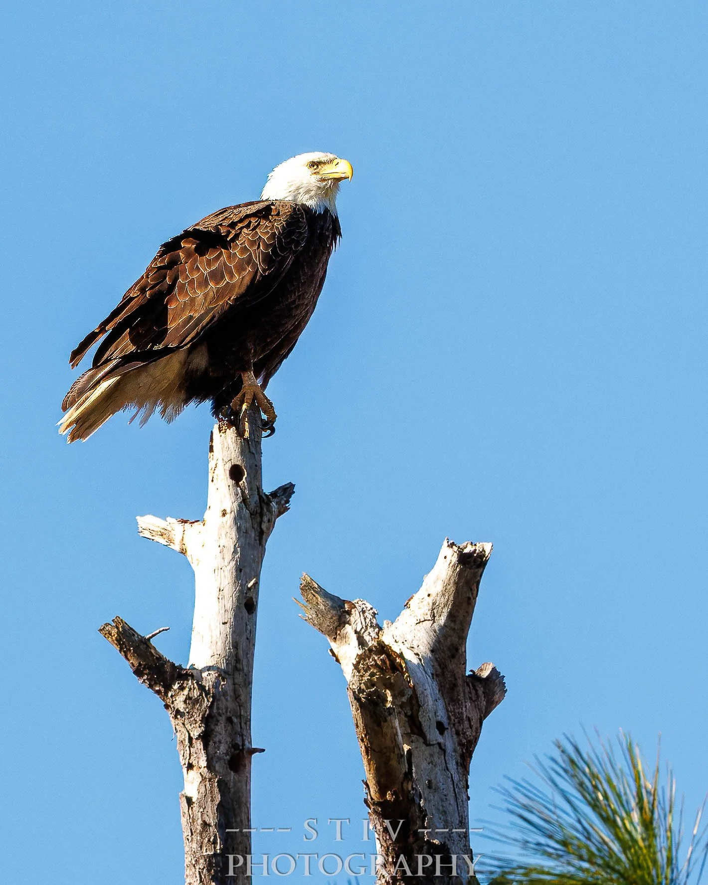 A kind park worker pointed out this beauty to me.  I almost missed him!  He was perched atop this tree in the Fort Pulaski National Park in Savannah, Georgia.