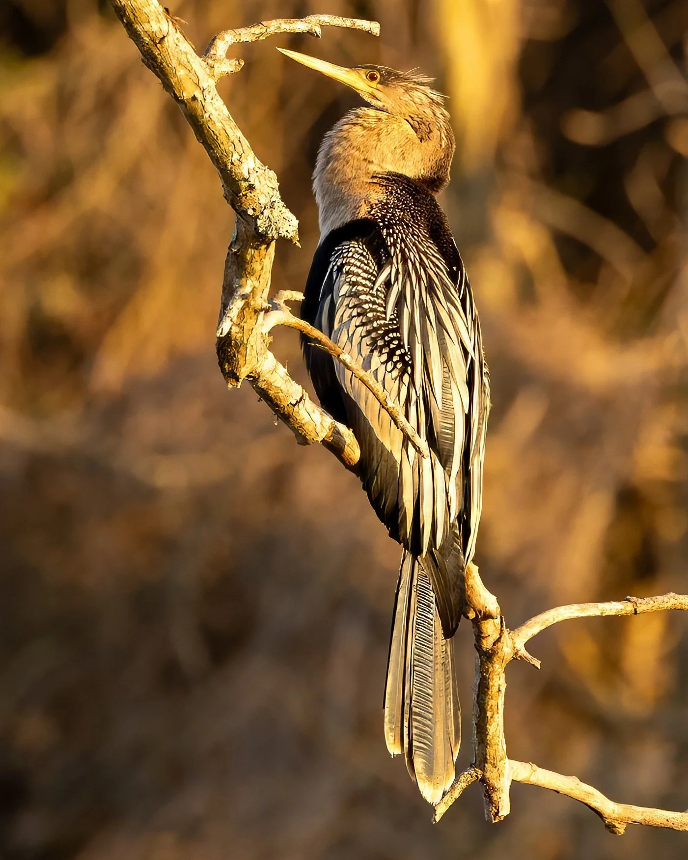 This beautiful anhinga was taken at sunset at the Savannah National Wildlife Refuge in
Jasper County, South Carolina.  
