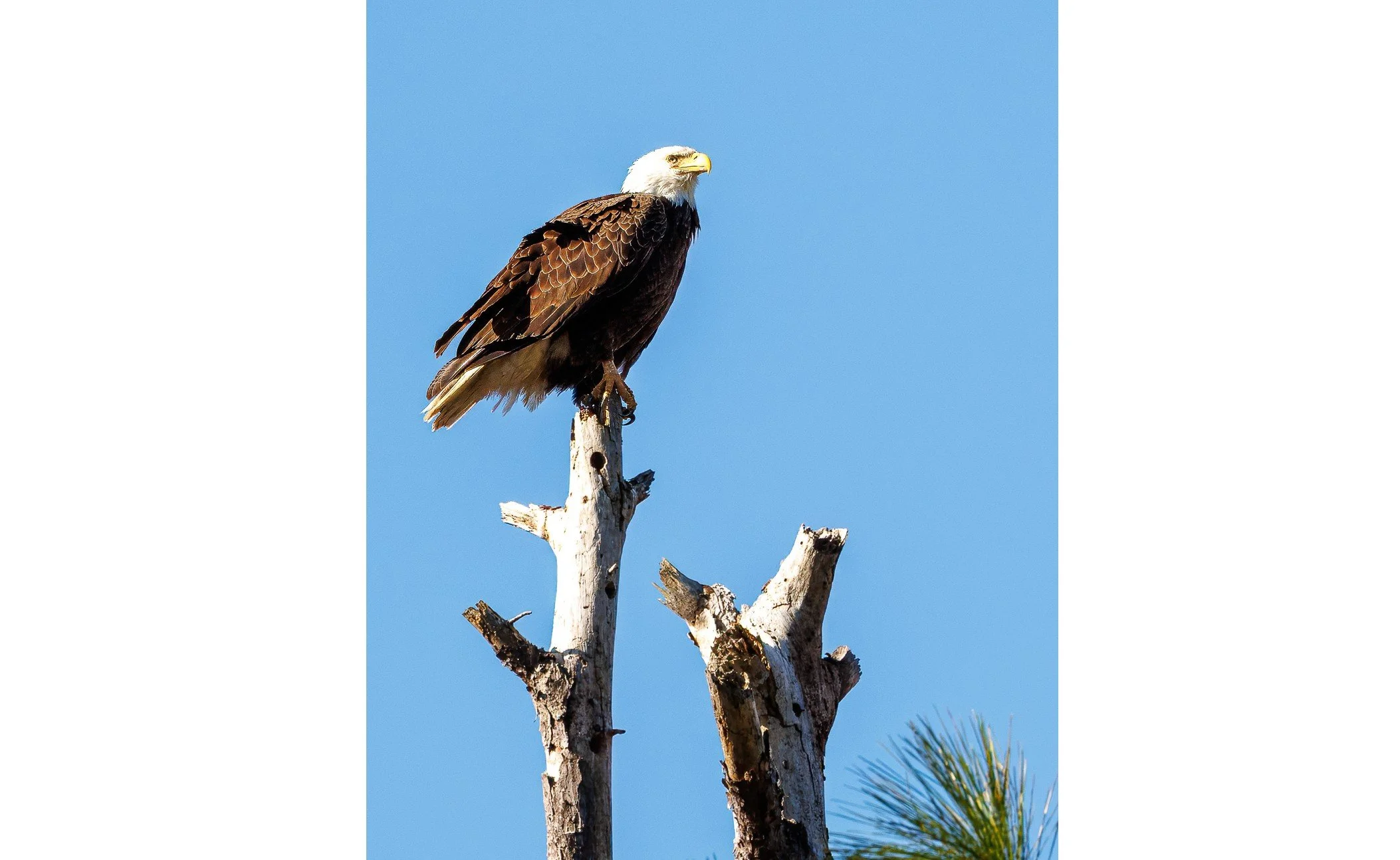 Eagle - 5126