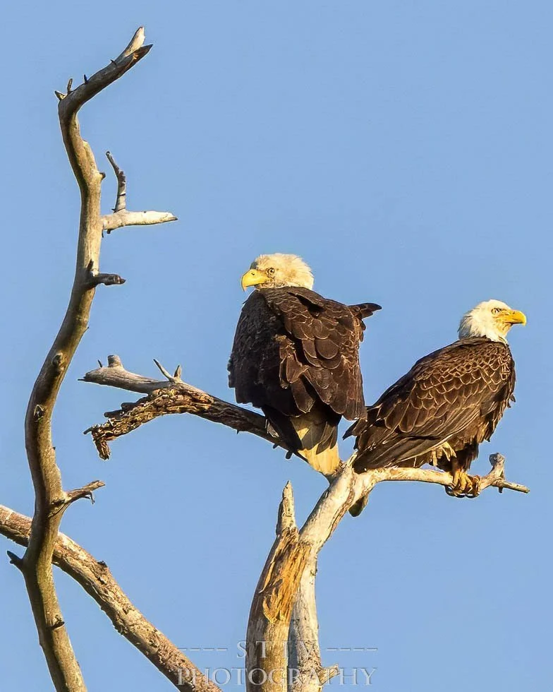 This majestic eagle couple was hanging out in the Savannah National Wildlife Refuge in Jasper County, South Carolina.
