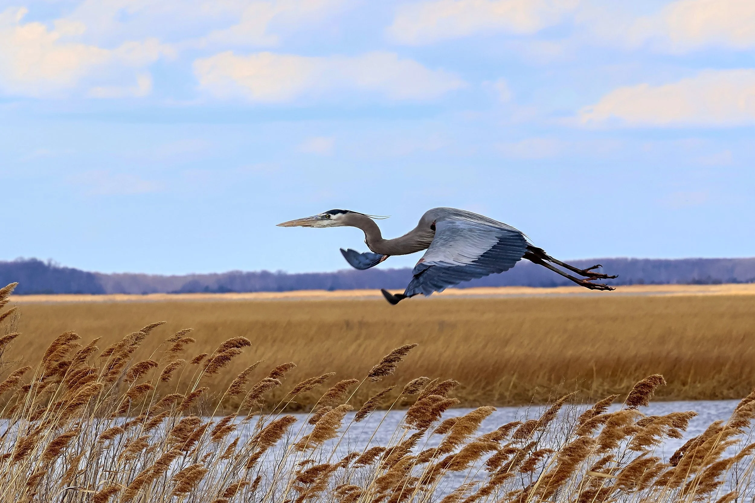 Blue Heron - Bombay Hook - 1705-2.jpg