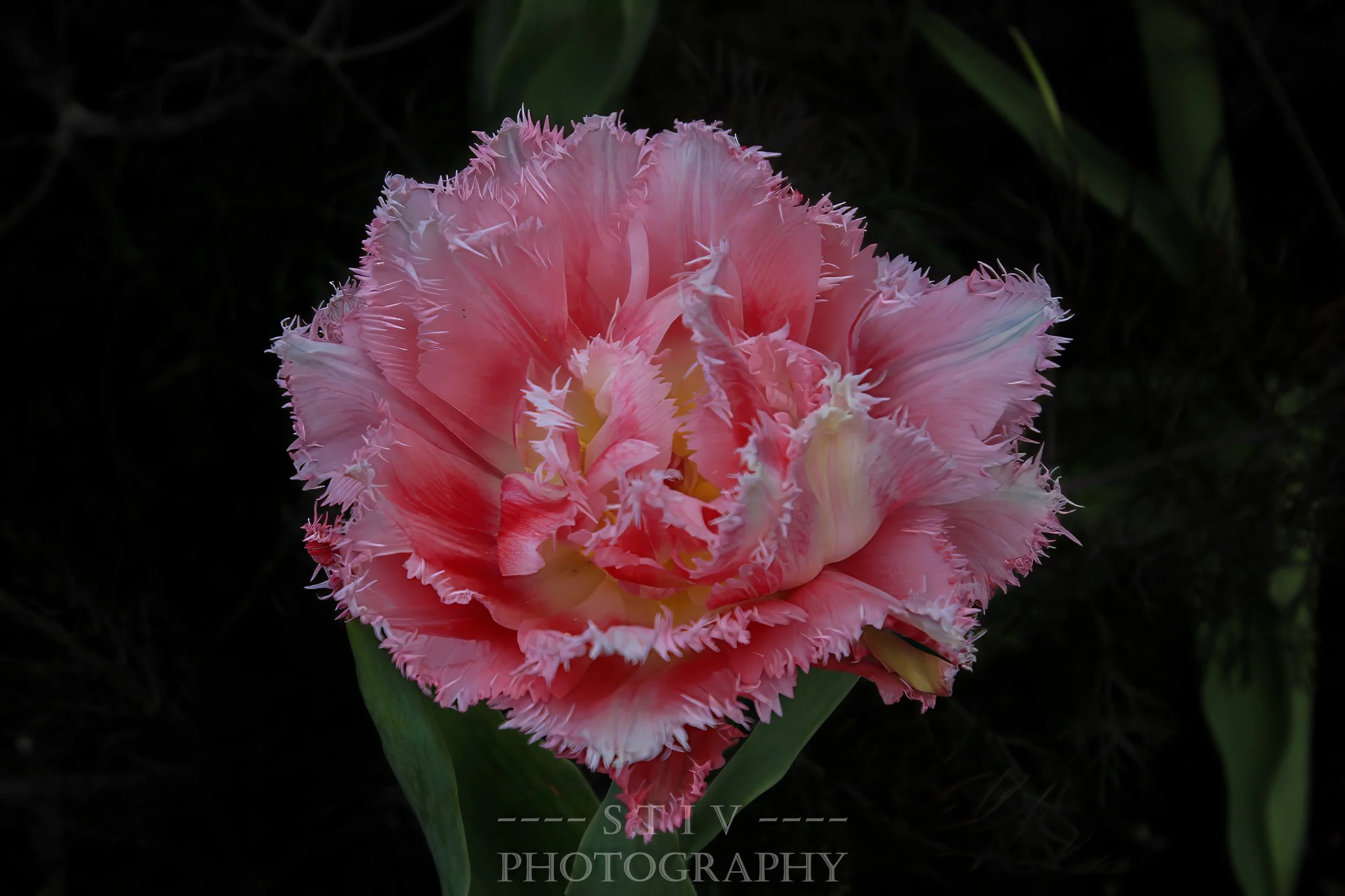 Queensland Tulip - 4262