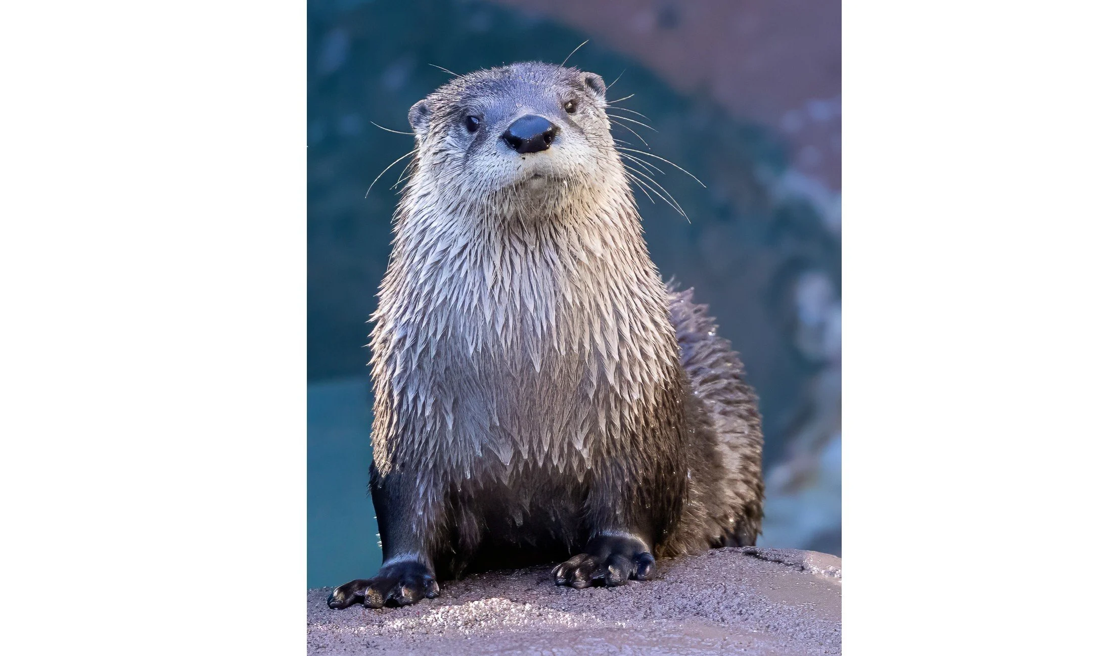 Otter - 4643