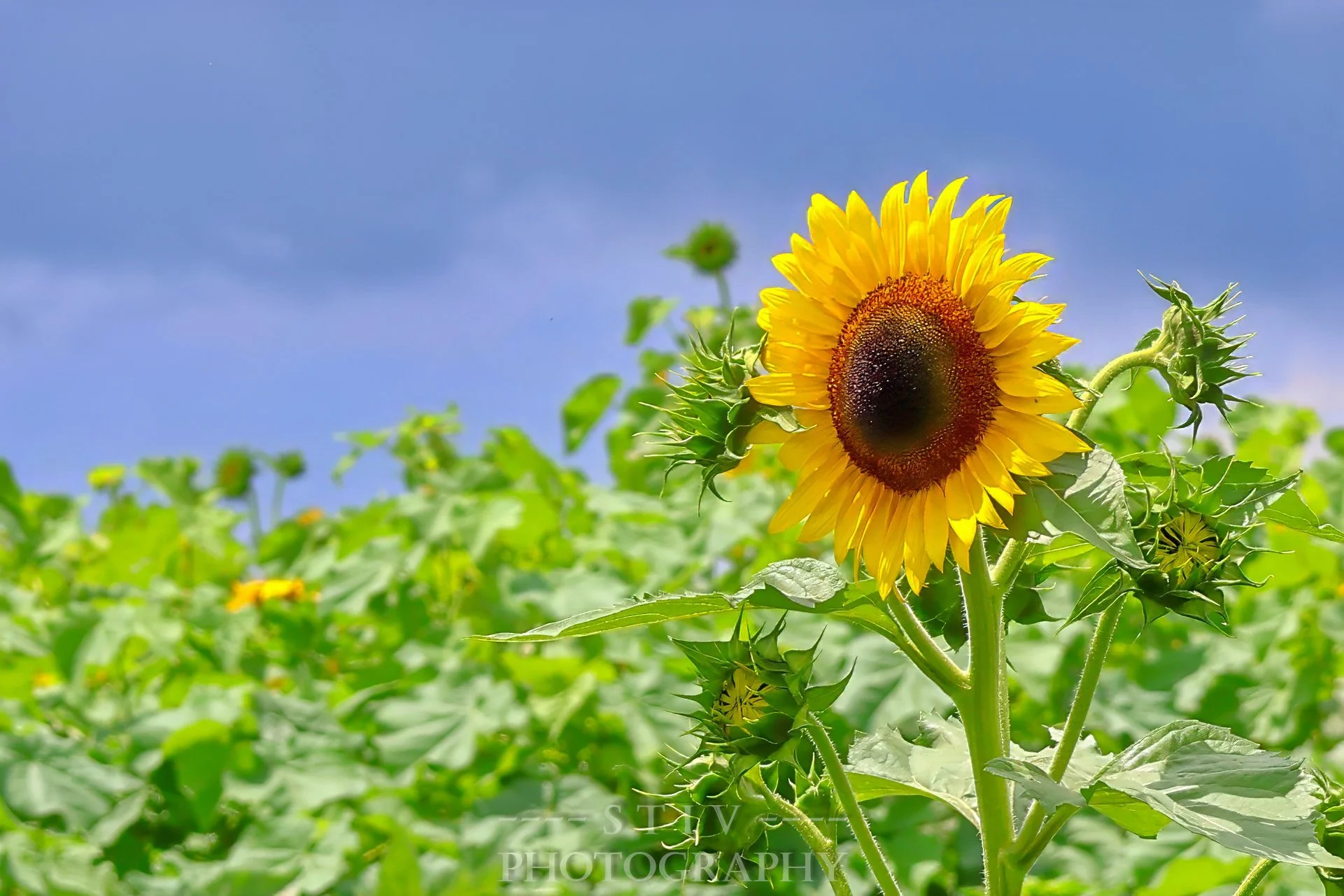 Sunflower - 0424