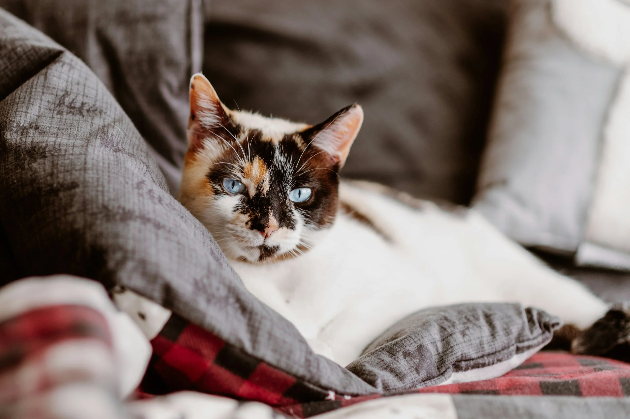 Feline Infectious Peritonitis in Cats: Understanding the Condition and Euthanasia Considerations
