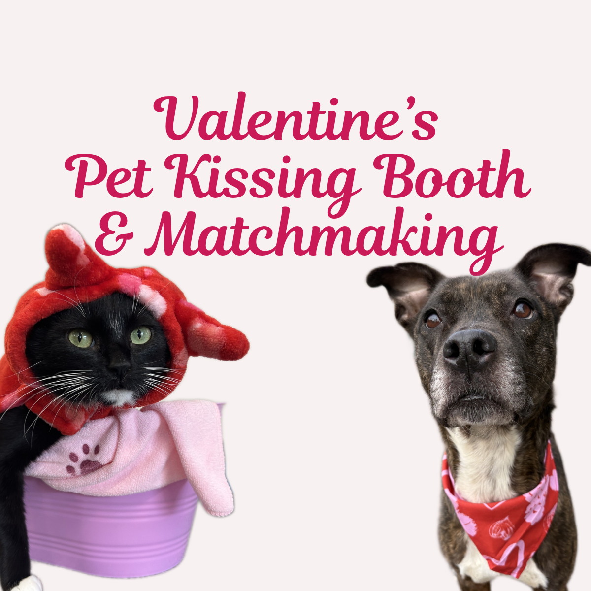 Valentines Pet Kissing Booth & Matchmaking