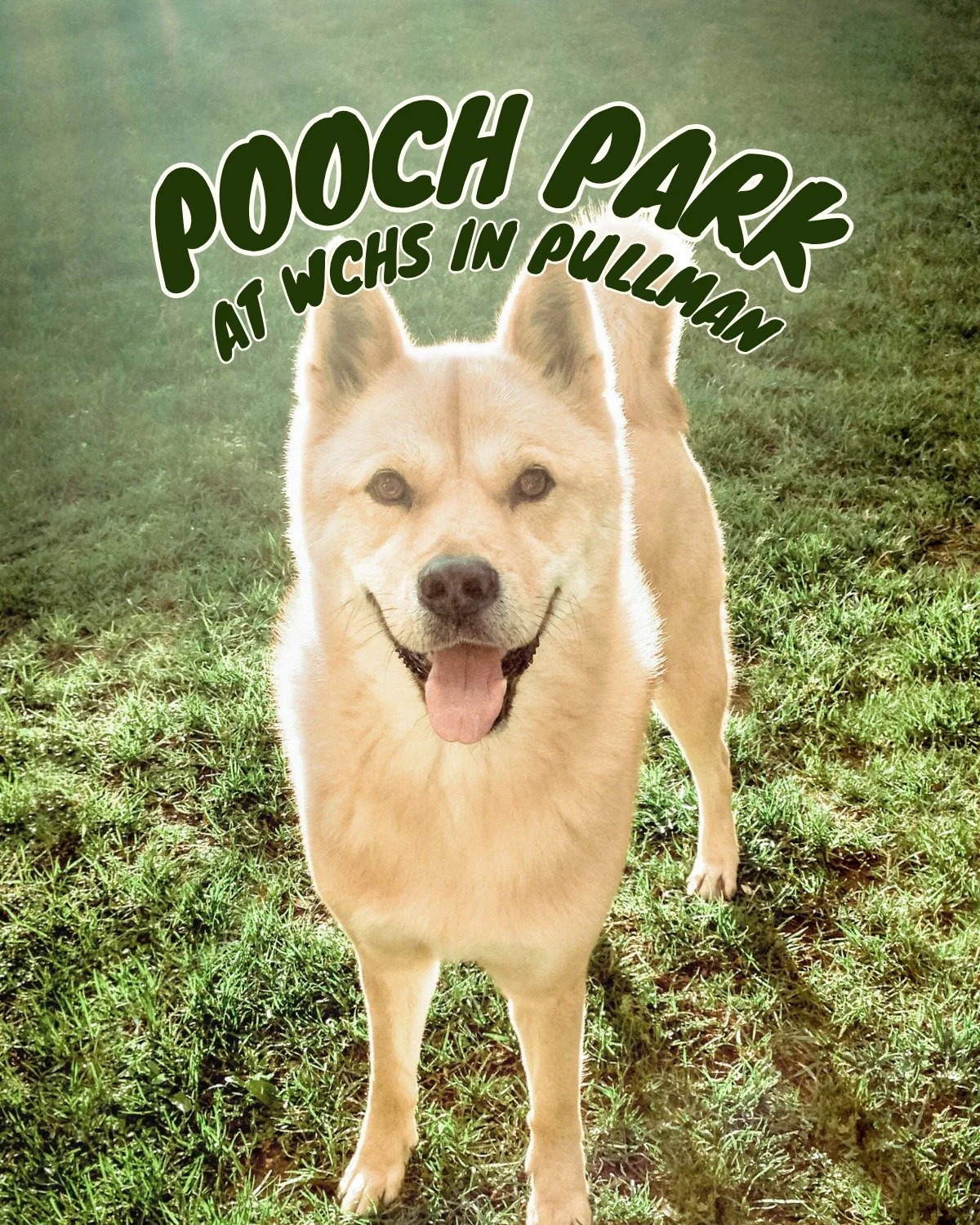 Nothing beats a day at Whitman County's ONLY off-leash dog park! 🌳 Spacious grassy areas, mature shade trees, and safe separate sections for large and small dogs. Pure joy for your pup (and you!). Who's ready to let loose? Tag a friend who needs to 