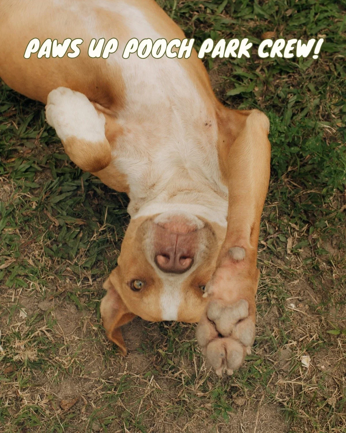 Shoutout to everyone who keeps Pooch Park awesome&mdash;picking up, playing nice, and bringing the good energy. 🙌