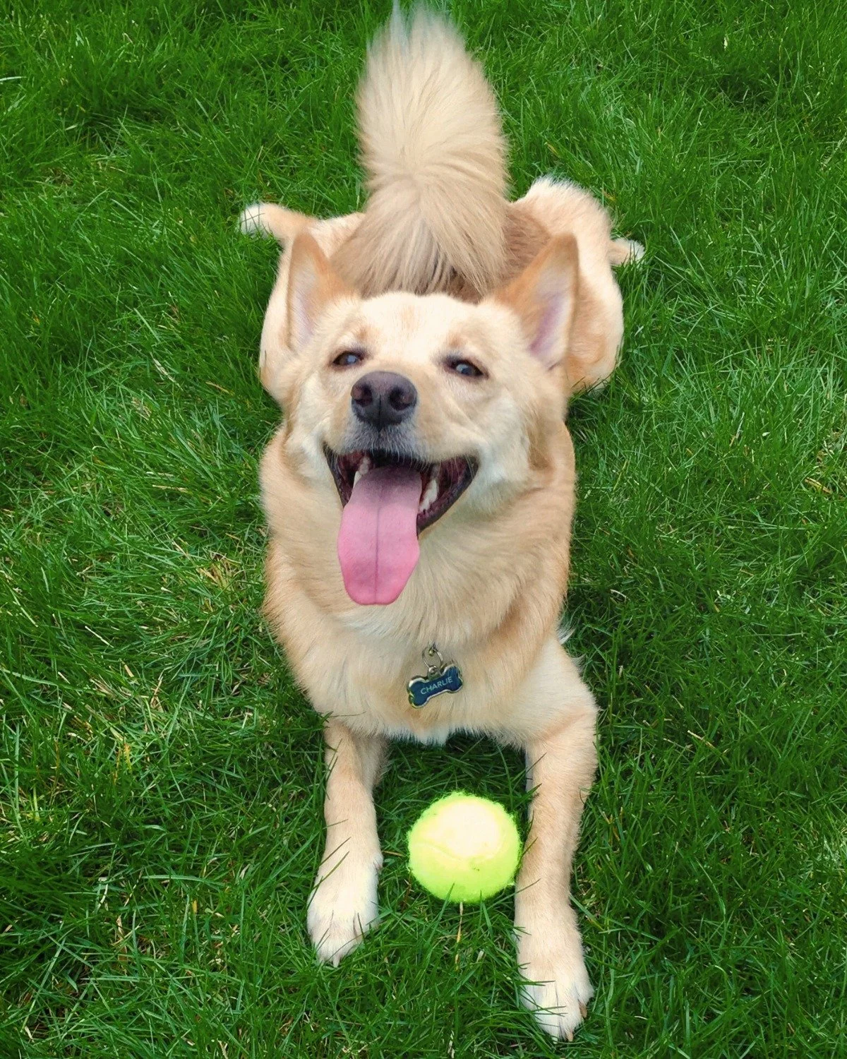 Just another happy day at Pooch Park&mdash;pups playing, tails wagging, fresh air. 🌱
