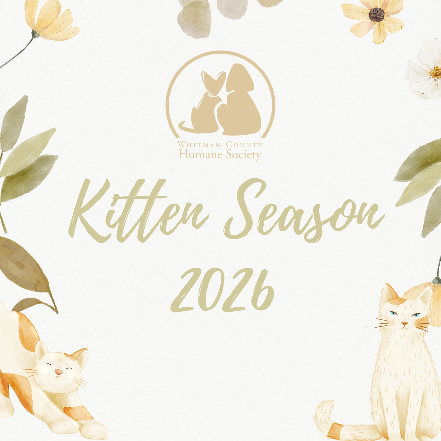 Kitten Season At WCHS