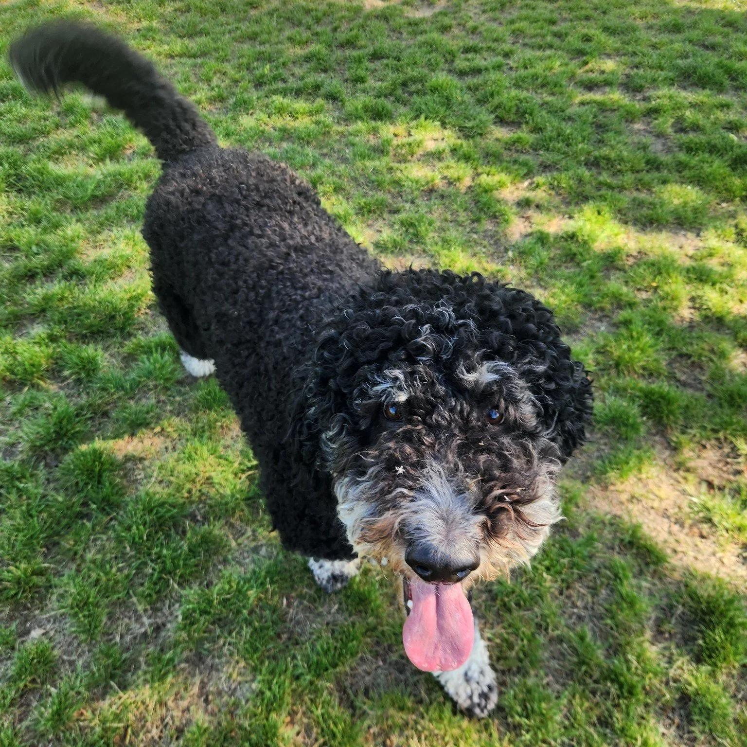 Tongues out and tail wags because it's Friday AND Finals are over!

Show us your Pups best  summer smile!