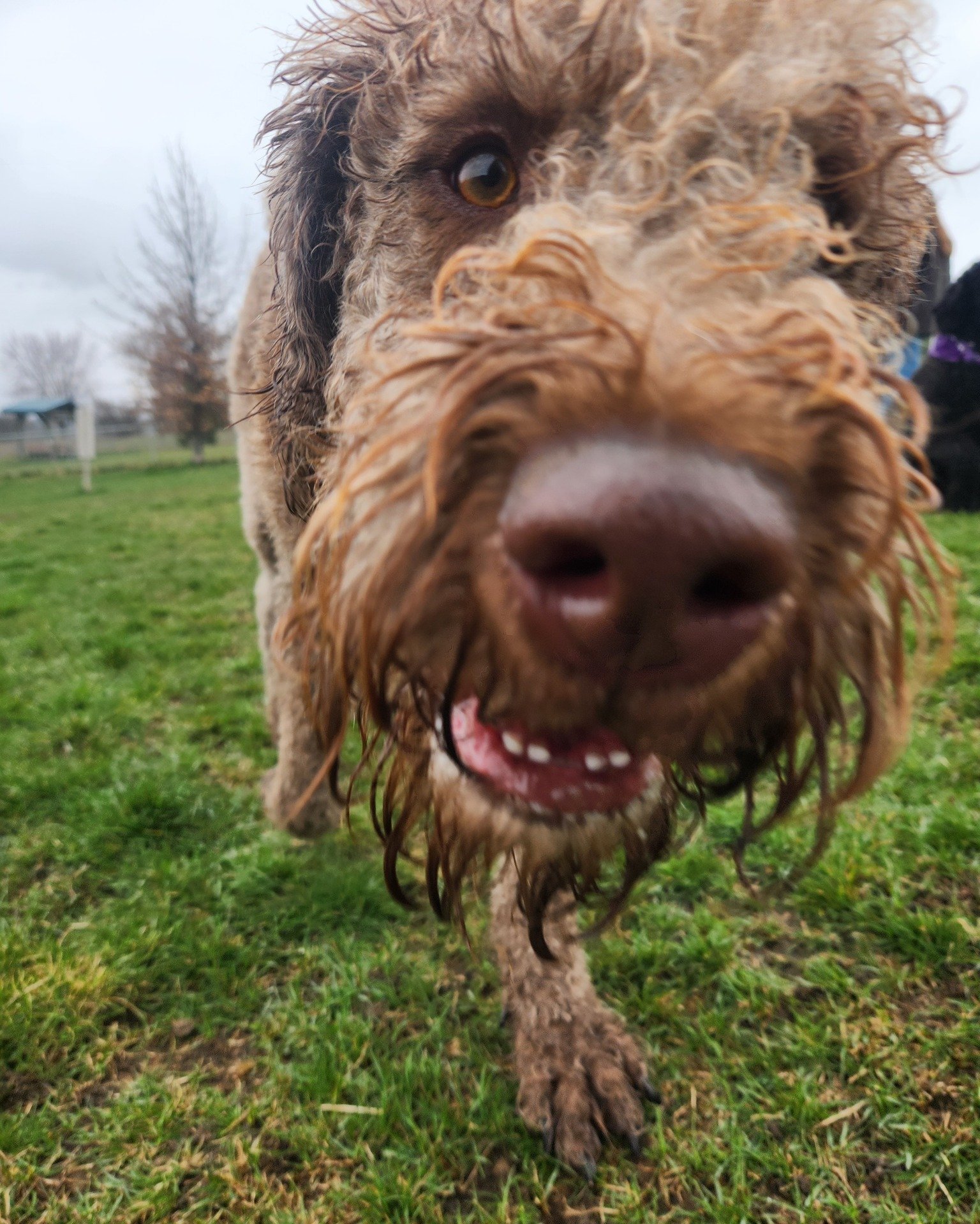 Rainy Day Nose Boops
