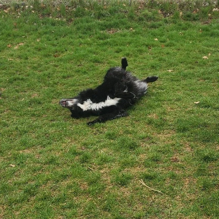 Rolling into the weekend at the Pooch Park 🐾
