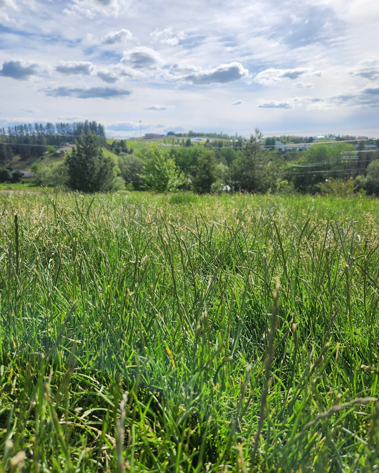 ☁️🐾 The forecast: 100% chance of tail wags.

The grass is green and the dog park is calling! 🌿💚