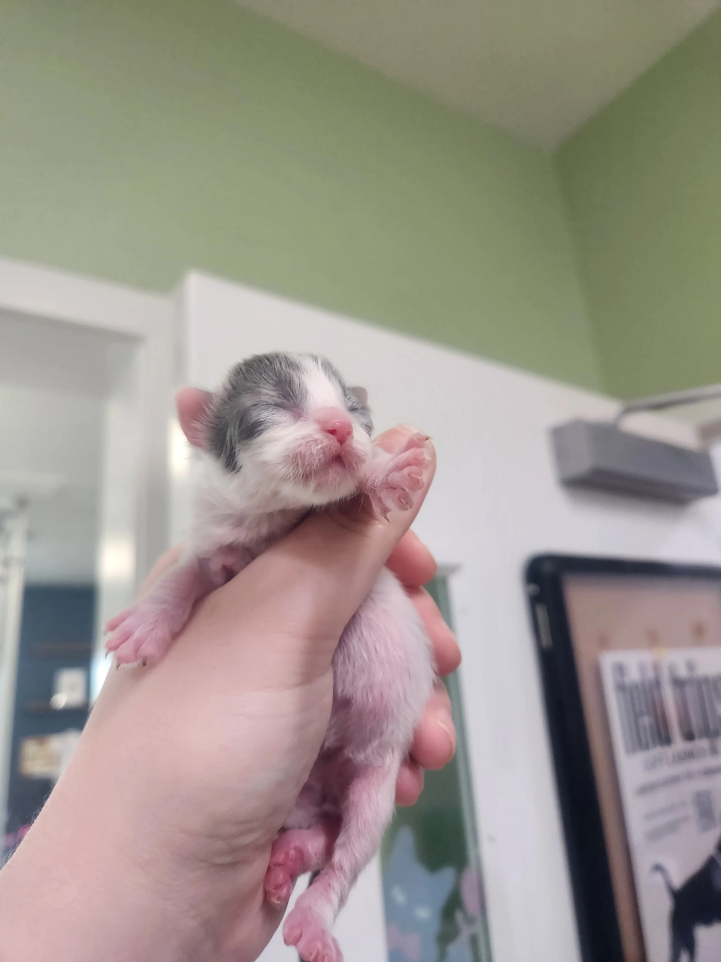 A person holding a small, newborn kitten with closed eyes and pink nose, in an indoor setting with a green and white wall and a computer monitor in the background.